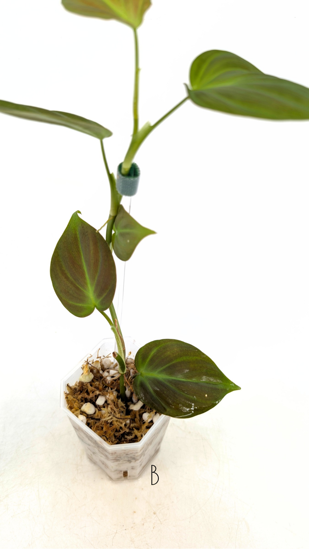 Uncommon indoor plant Philodendron Camposportoanum available for sale at rare house plant shop The Leaf Gallery in Perth, Western Australia