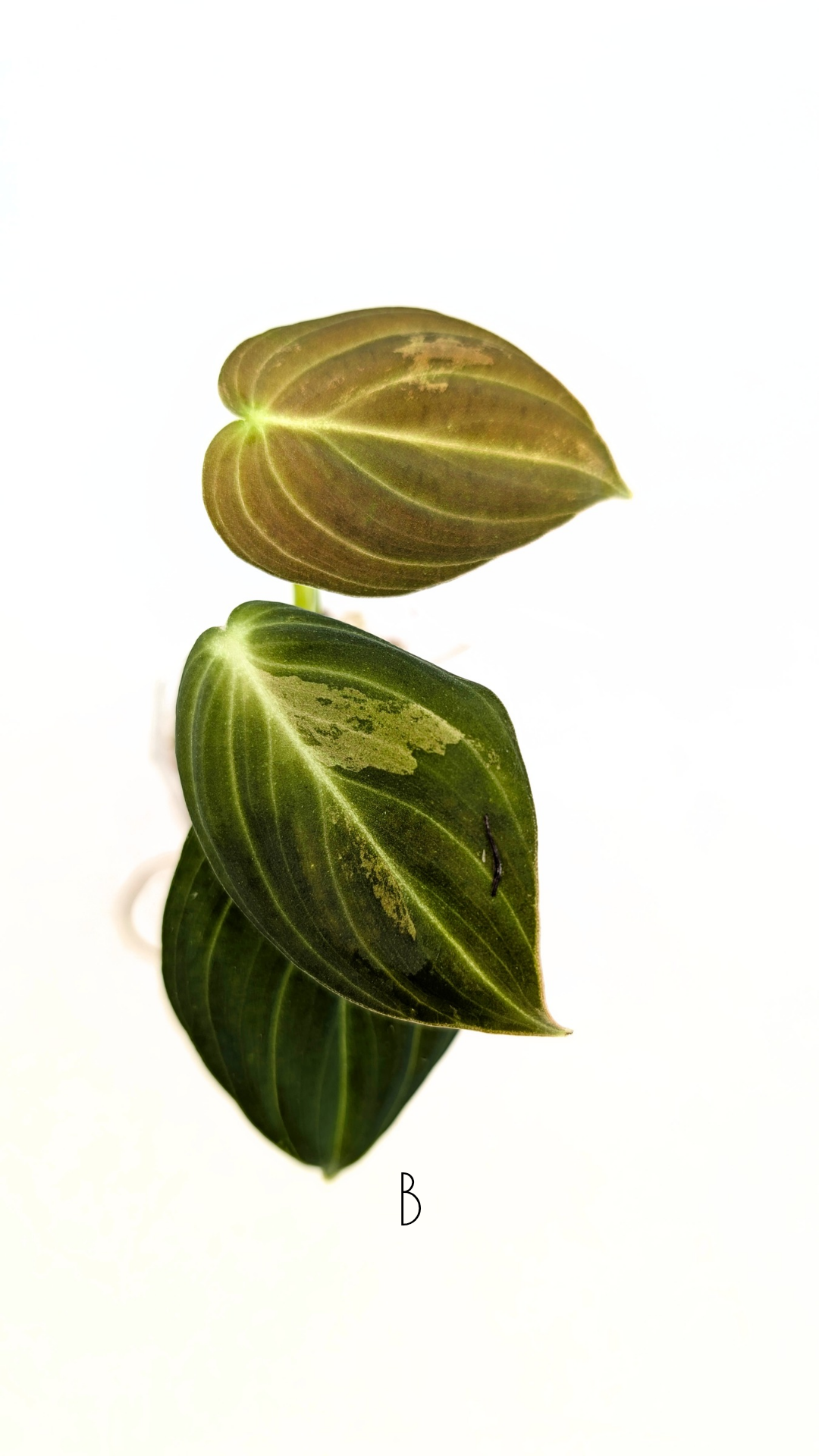 Rare plant Philodendron Melanochrysum Varigated available for sale at rare plant shop The Leaf Gallery in Perth, Western Australia