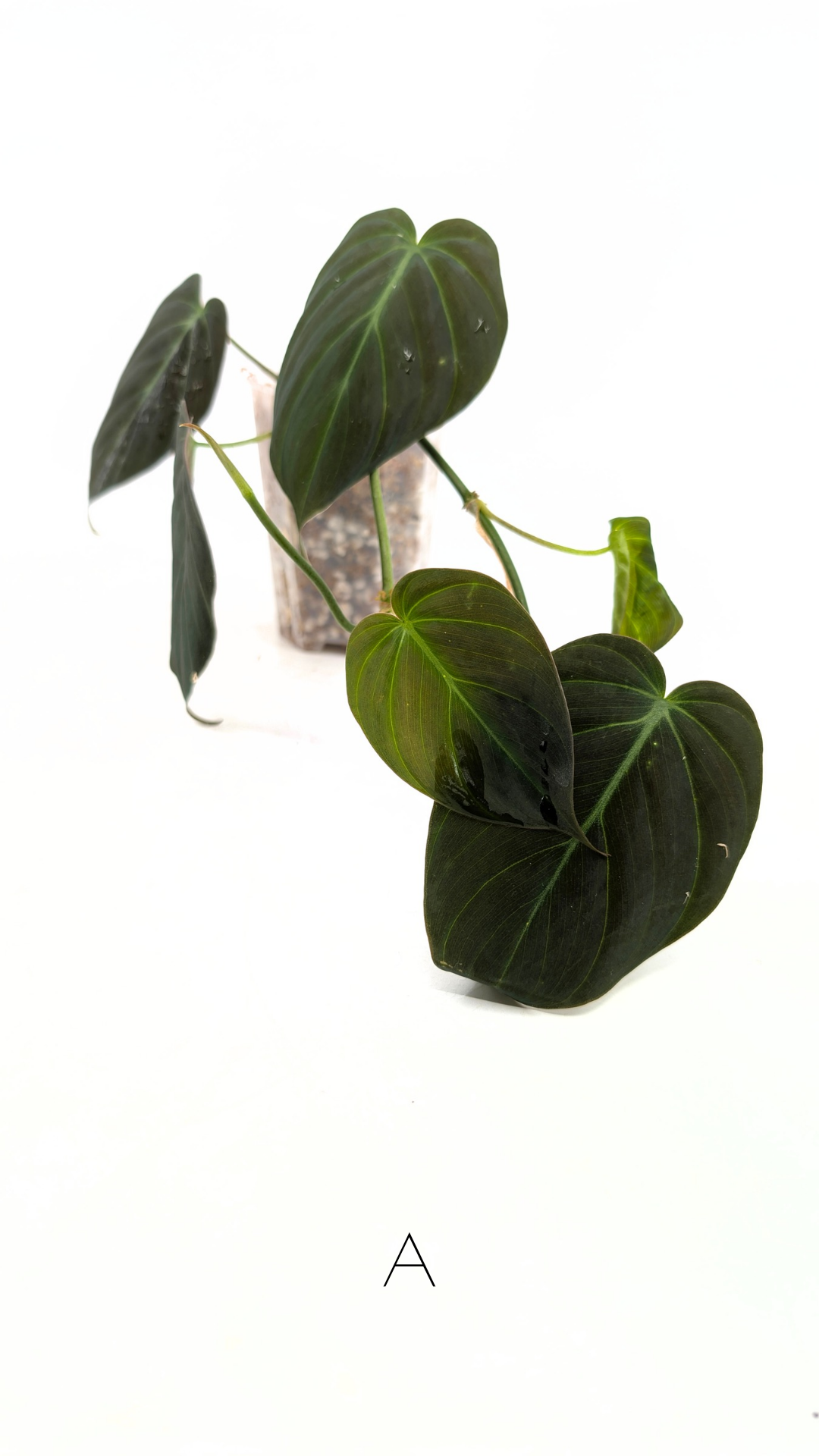 Uncommon indoor plant Philodendron Micans for sale by rare plant shop The Leaf Gallery in Perth, Western Australia