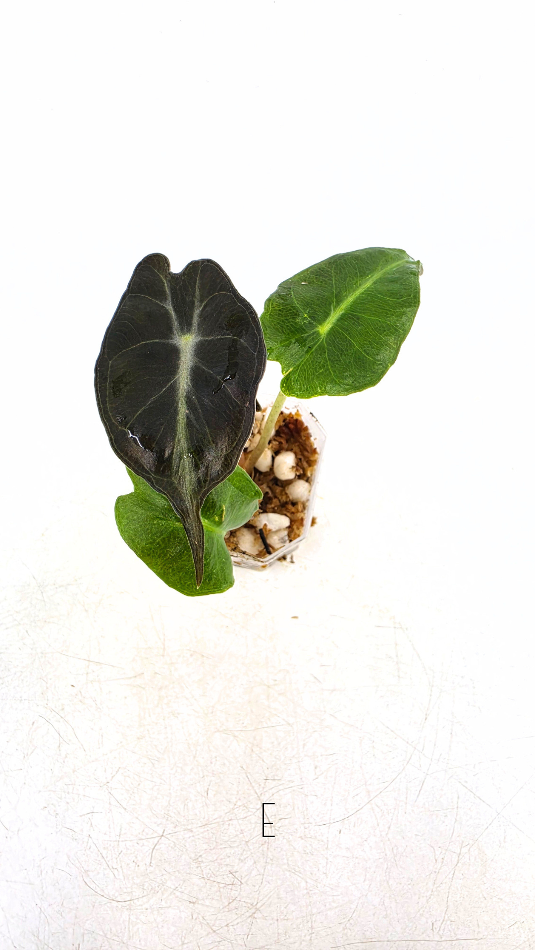 Rare indoor plant Alocasia Venom available for sale at rare house plant shop The Leaf Gallery in Perth, Western Australia.