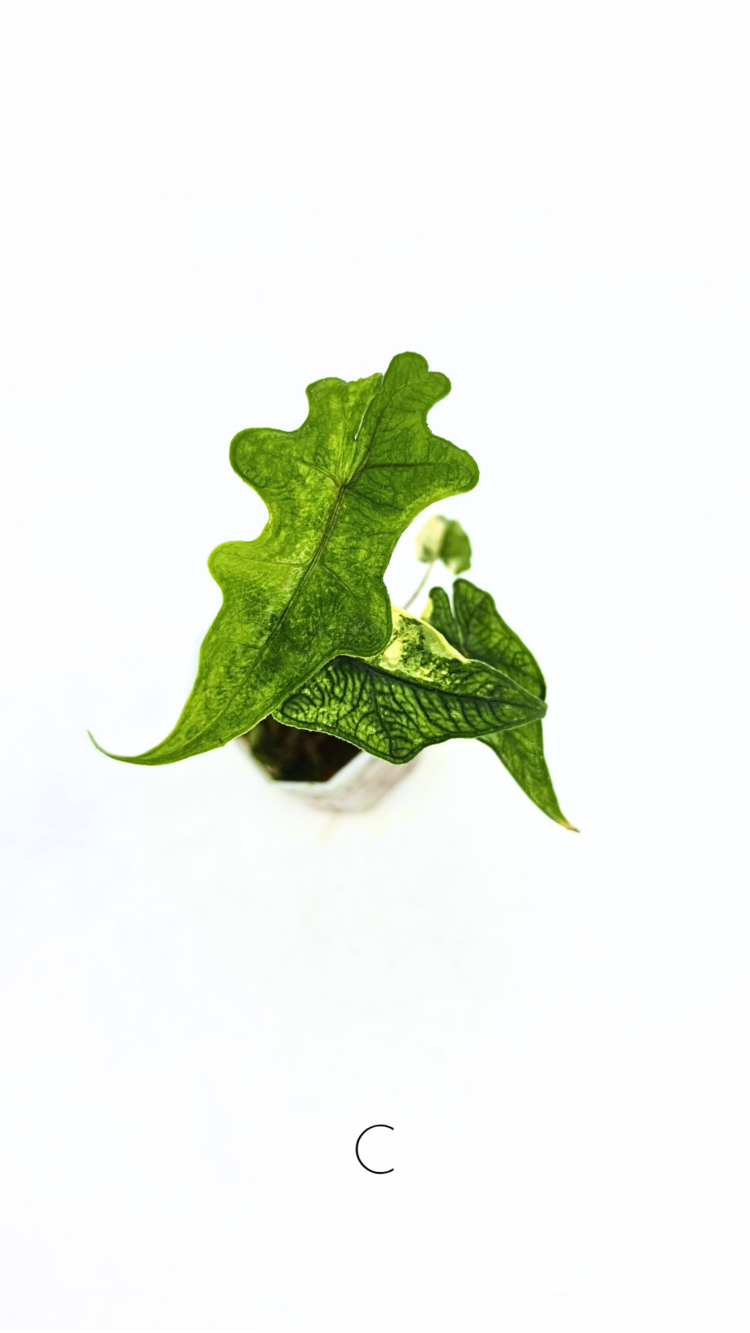 Rare indoor plant Alocasia Jacklyn Variegated available for sale at rare house plant shop The Leaf Gallery in Perth, Western Australia.