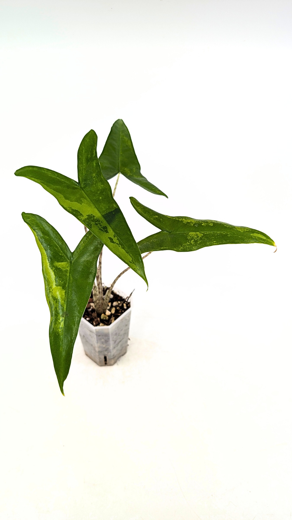 gasteria variegata Gasteria gracilis variegata 4