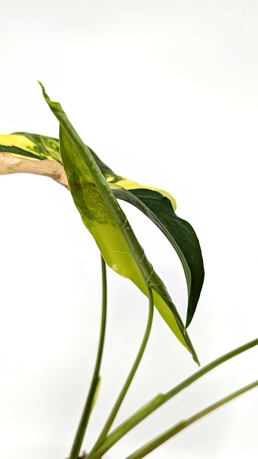 Rare houseplant Syngonium Fantasy Aurea available at rare indoor plant shop The Leaf Gallery in Perth, Western Australia