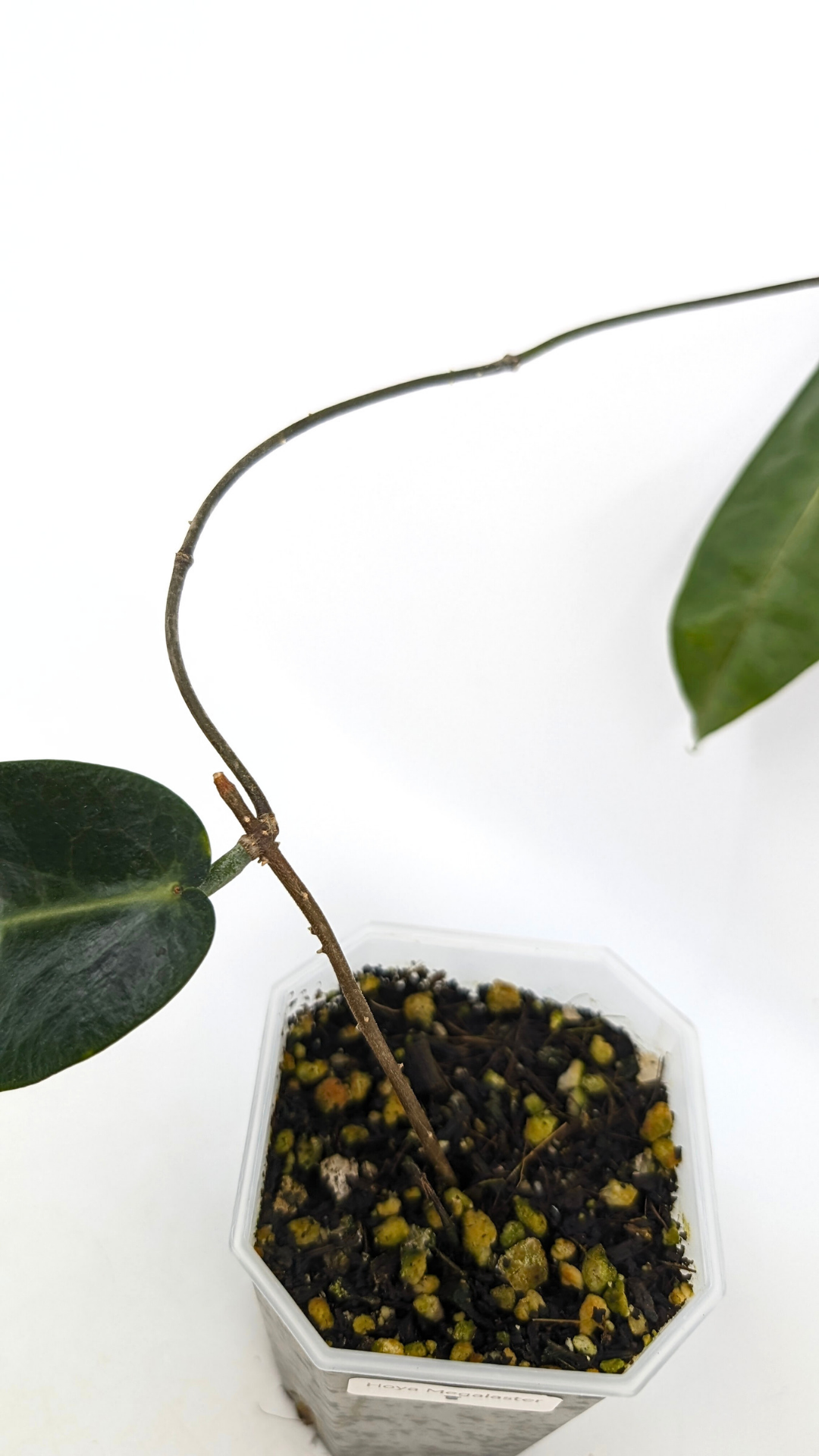 Rare waxplant hoya megalaster IML1007 available for sale at rare plant shop The Leaf Gallery in Perth, Western Australia