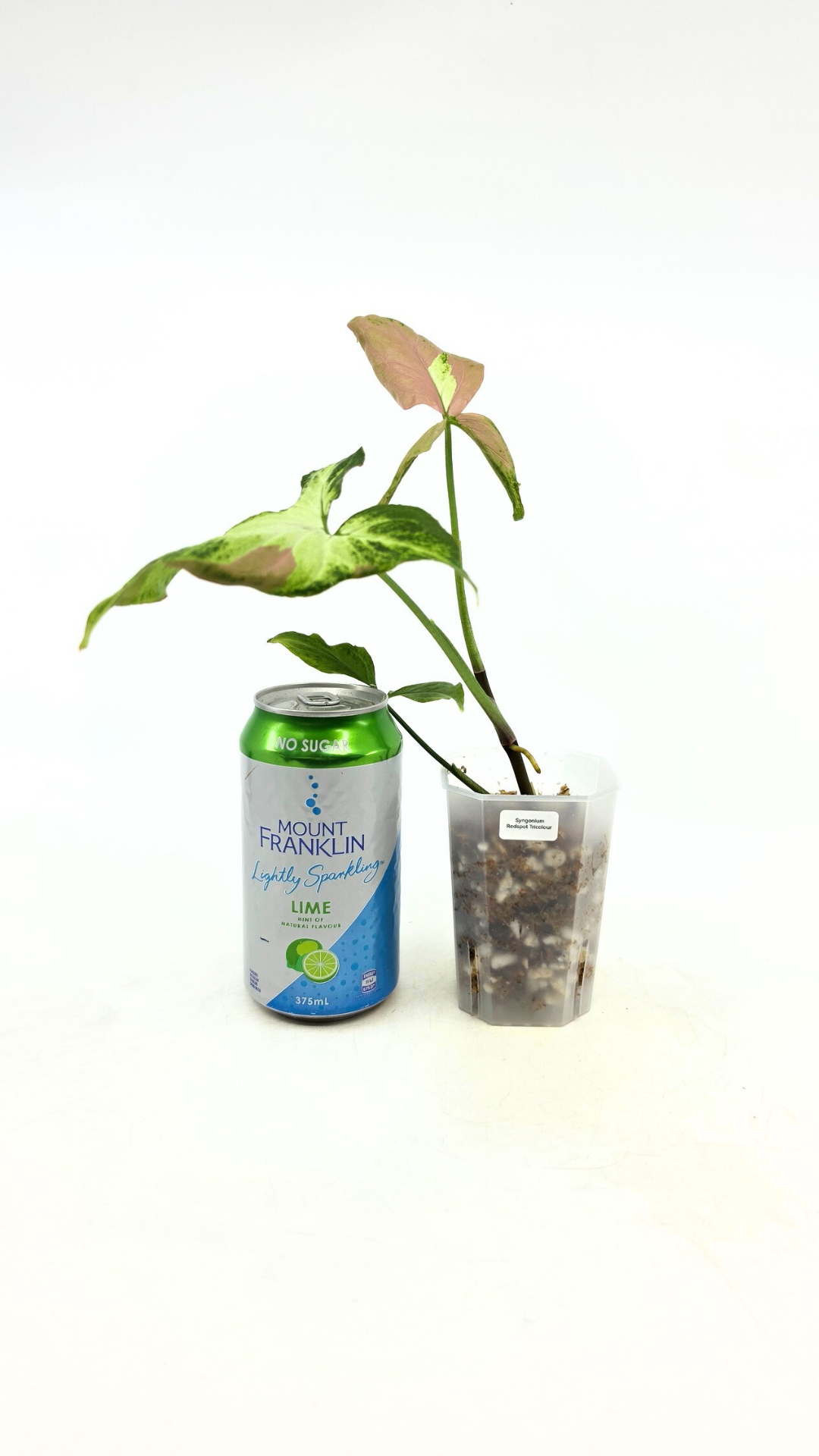 Rare plant Syngonium Redspot Tricolour available from rare plant shop The Leaf Gallery in Perth, Western Australia