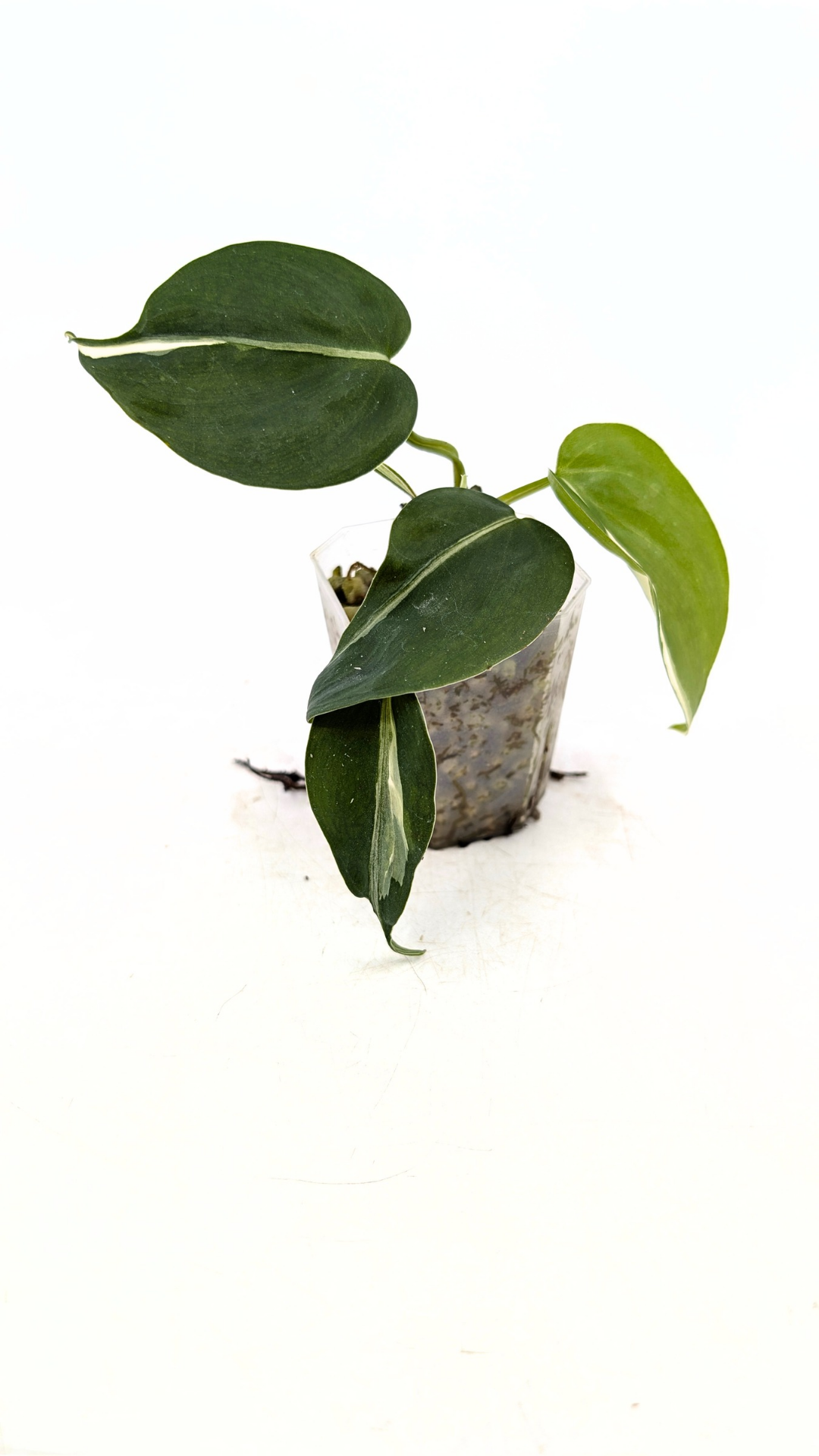 Rare plant Philodendron Rio available for sale at rare plant shop The Leaf gallery in Perth, Western Australia