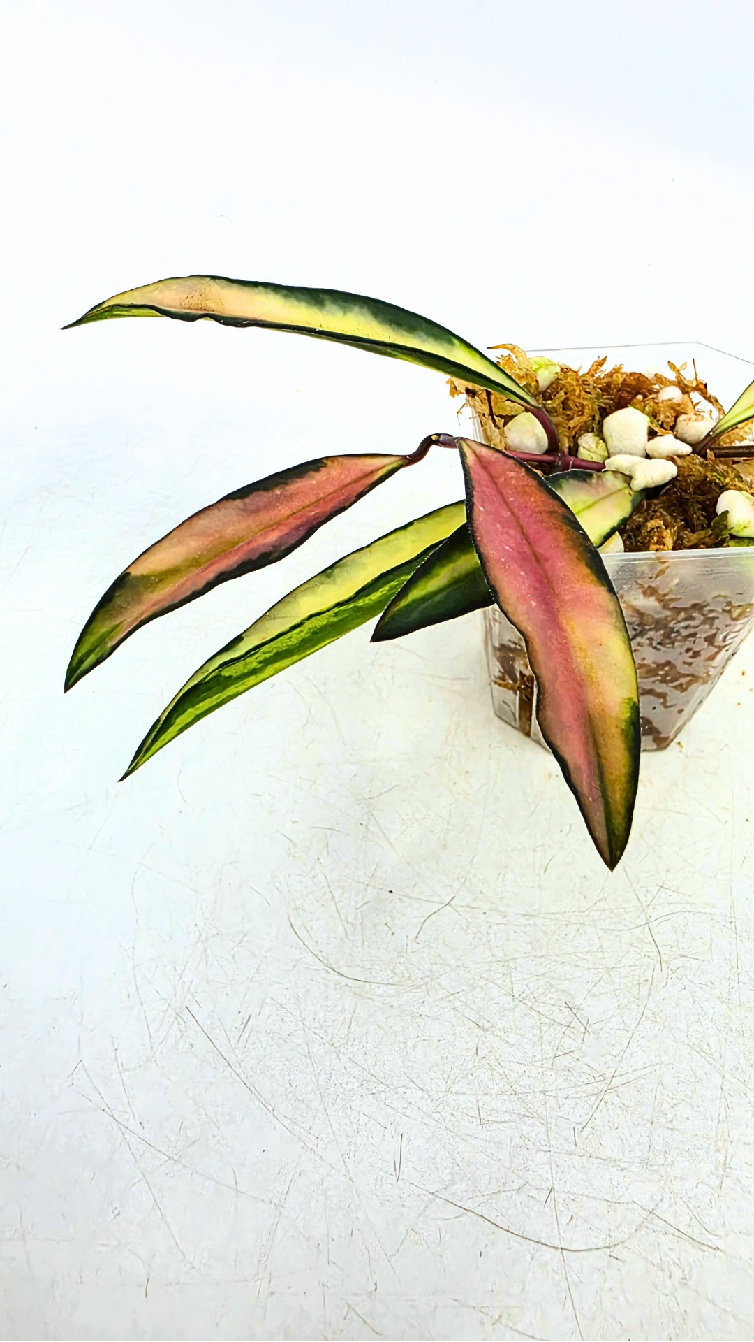 Rare waxplant Hoya Wayetii varigated available for sale at rare indoor plant shop The Leaf Gallery in Perth, Western Australia