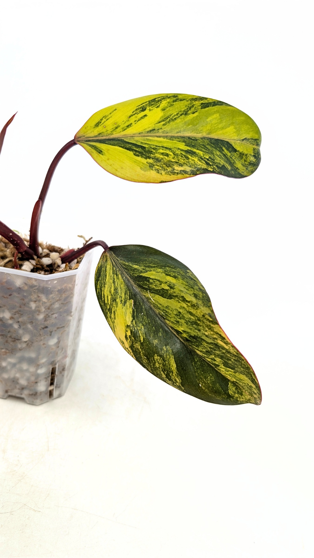 Rare indoor plant Philodendron Strawberry Shake grown and propagated by rare plant shop The Leaf Gallery in Perth, Western Australia