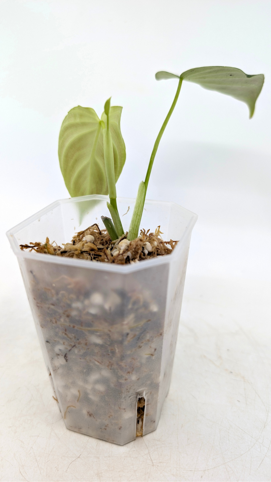 Uncommon indoor plant Philodendron Splendid available for sale at rare house plant shop The Leaf Gallery in Perth, Western Australia