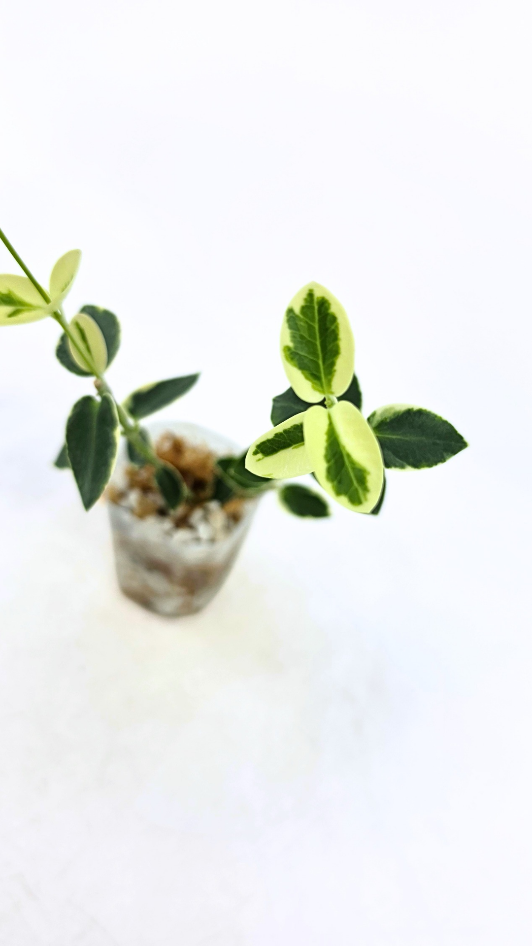Rare waxplant Hoya Cumingiana Albo available for sale at rare indoor plant shop The Leaf Gallery in Perth, Western Australia