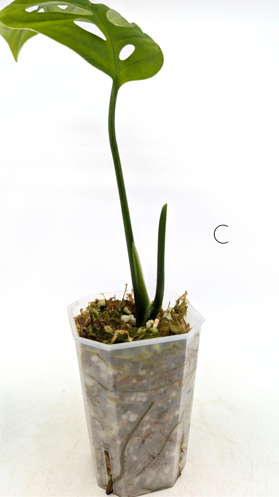 Rare plant Monstera Esqueleto or Monstera Epipremnoides propagated by rare indoor plant shop The Leaf Gallery in Perth, Western Australia