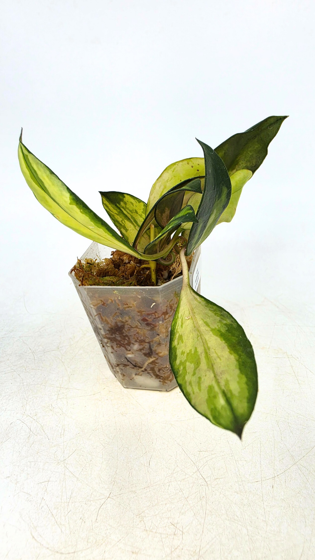 Rare hoya Walliniana Varigated available for sale at rare plant shop The Leaf Gallery in Perth, Western Australia