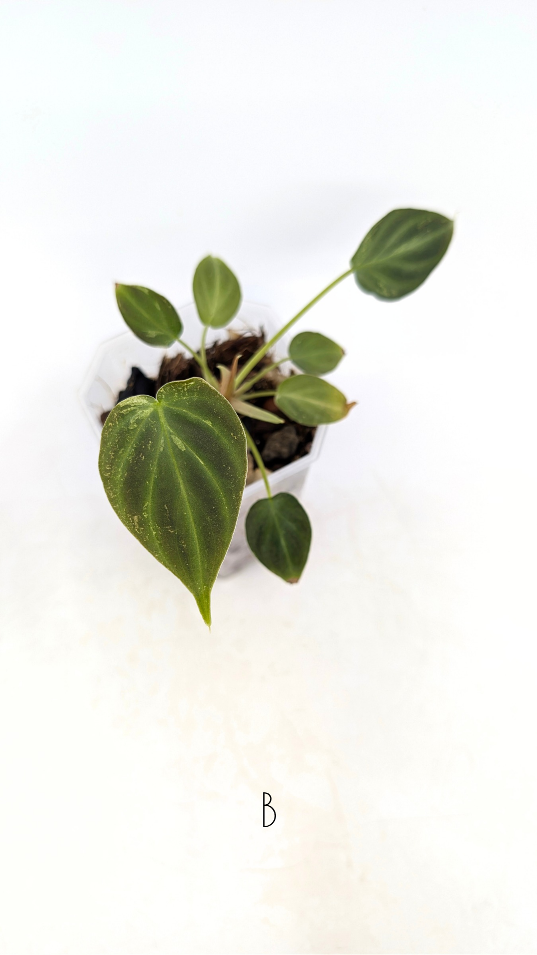 Rare indoor plant Philodendron Verrucusom Mint Variegated available for sale at rare house plant shop The Leaf Gallery in Perth, Western Australia