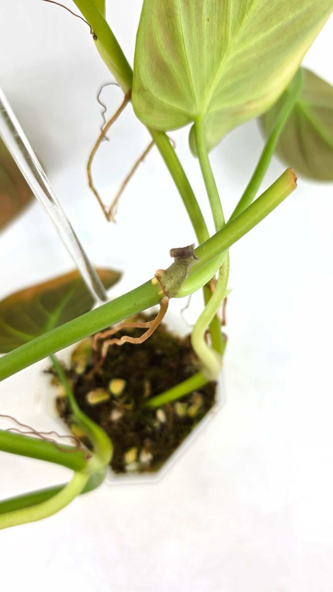 Uncommon indoor plant Philodendron Camposportoanum available for sale at rare house plant shop The Leaf Gallery in Perth, Western Australia