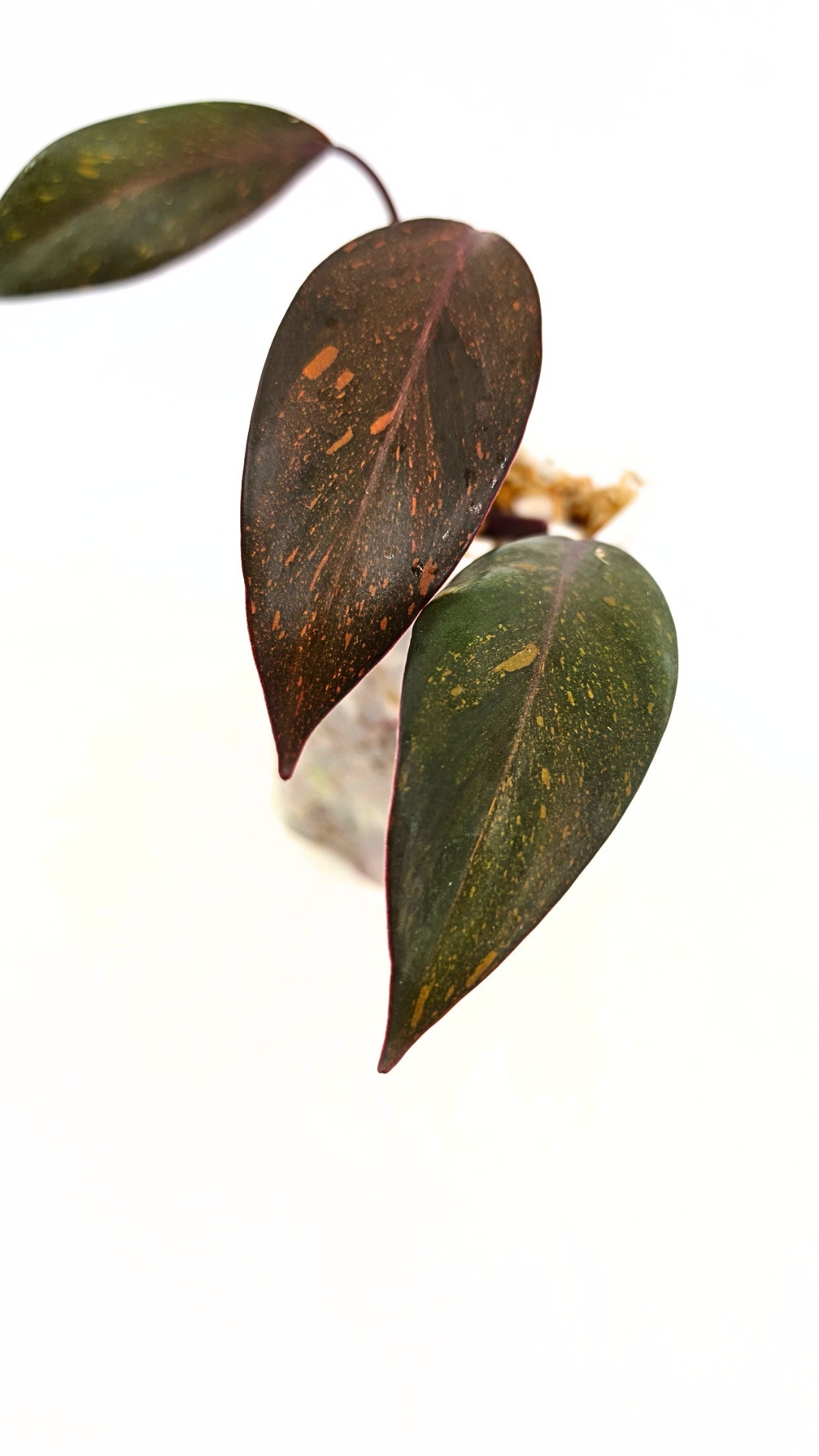 Rare indoor plant Philodendron Orange Princess Varigated available for sale at rare plant shop The Leaf Gallery in Perth, Western Australia