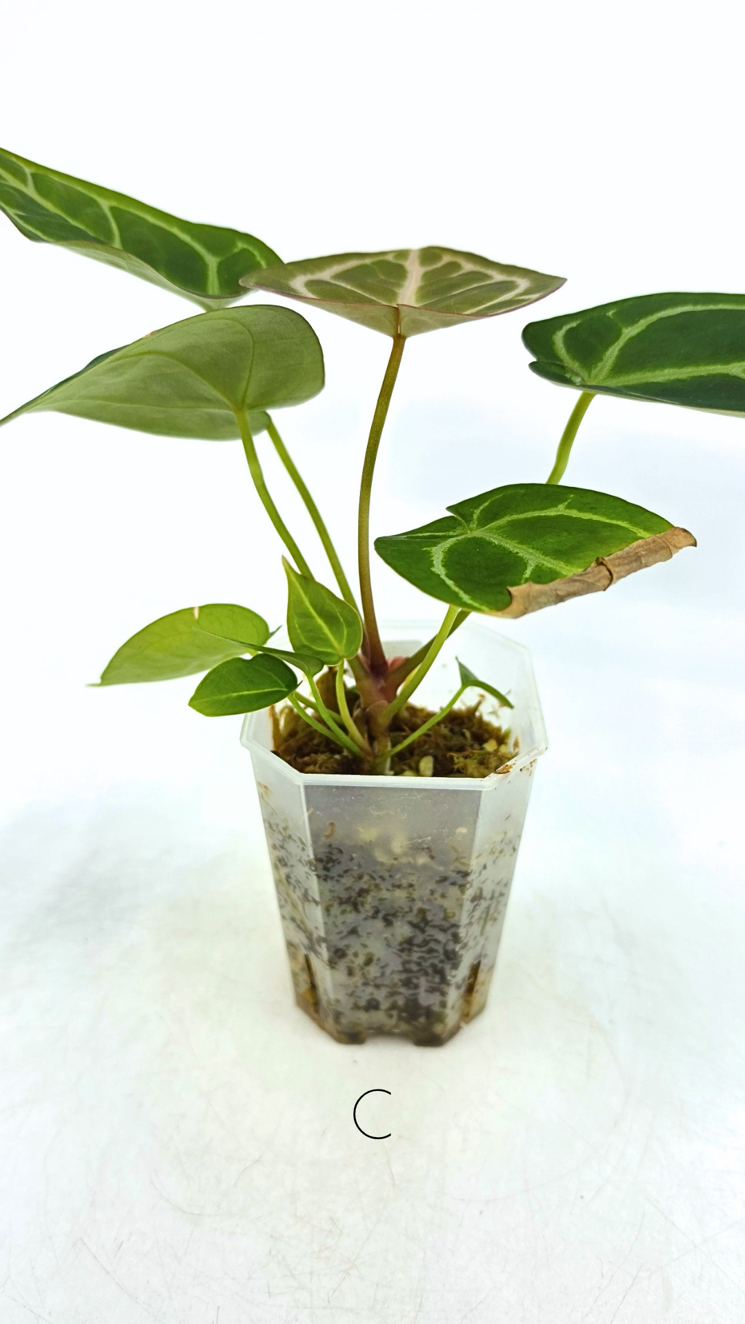 Rare anthurium hybrid Anthurium Dark Forgetii x Bessae Aff X Anthurium Michelle by The Leaf Gallery in Perth, Western Australia