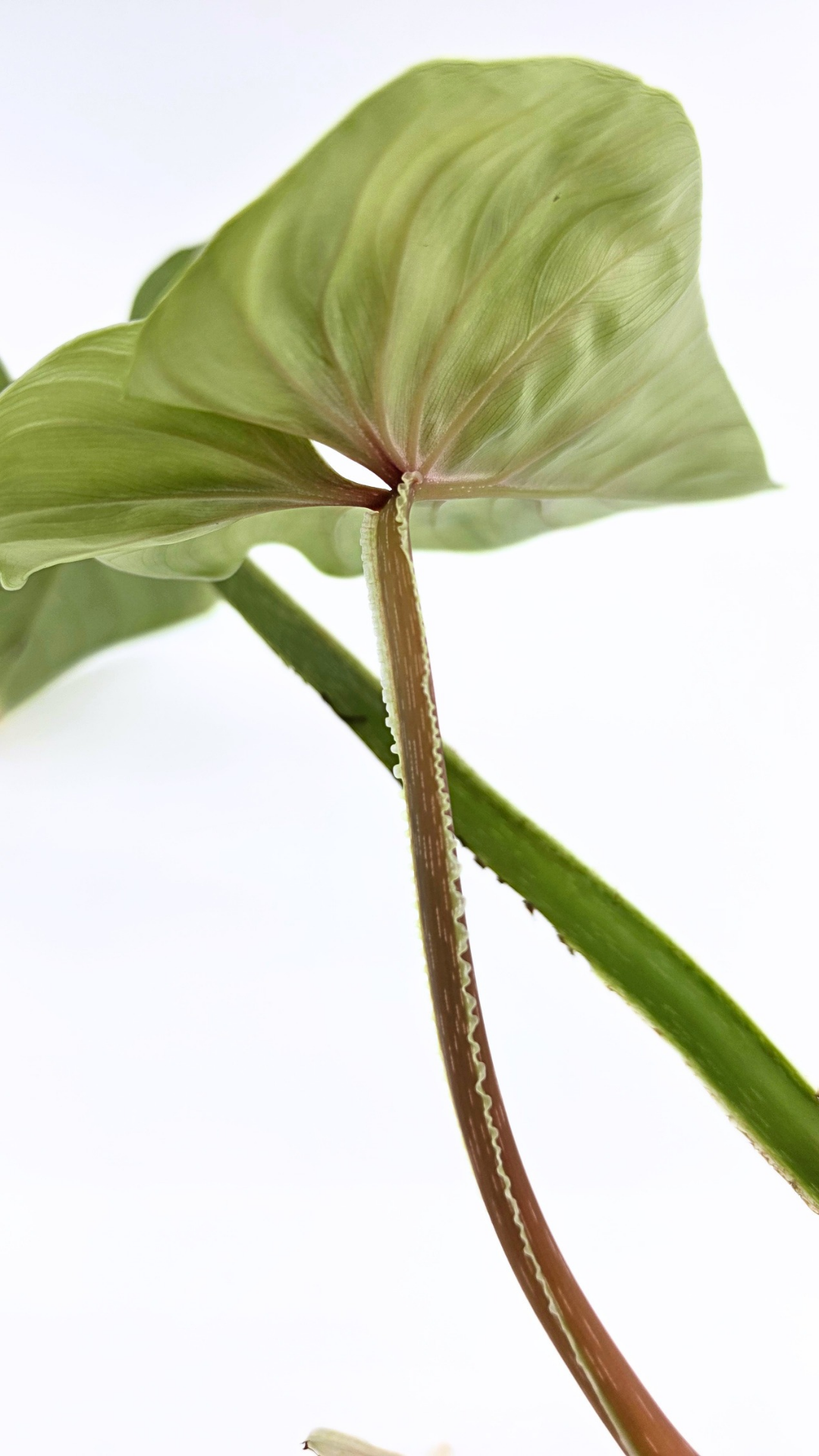 Uncommon indoor plant Philodendron Plowmanii available at rare plant shop The Leaf Gallery in Perth, Western Australia