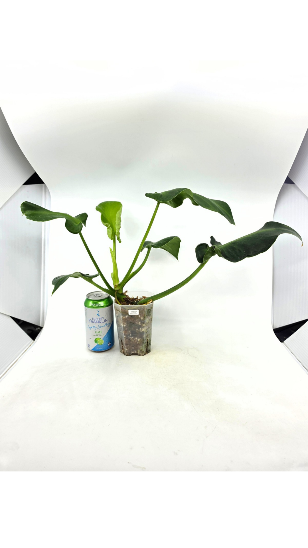 Rare indoor house plant Philodendron Rugosum also known as Pig Skin Philodendron propagated by the Leaf Gallery in Perth