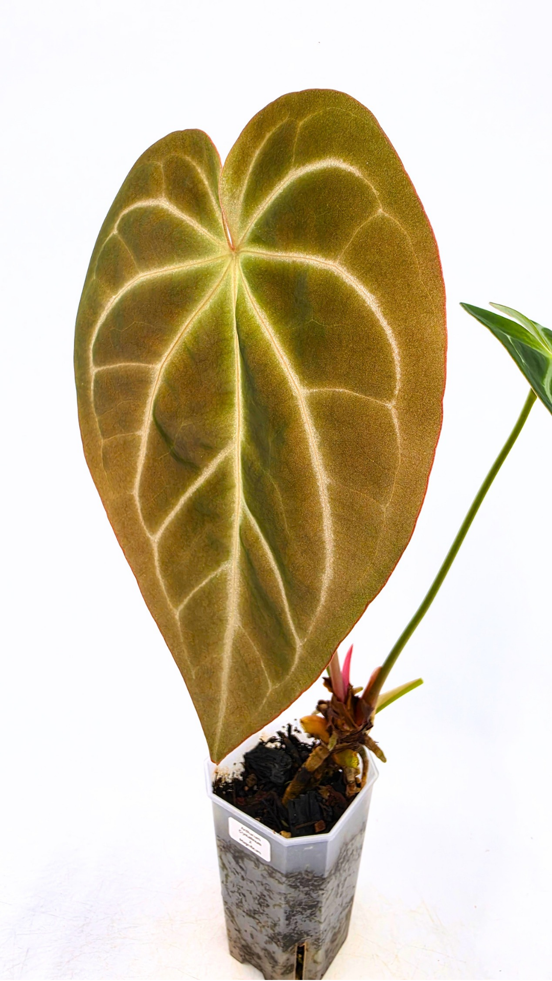 Rare indoor plant Anthurium Crystallinum X Magnificum available for sale at rare house plant shop the Leaf Gallery in Perth, Western Australia