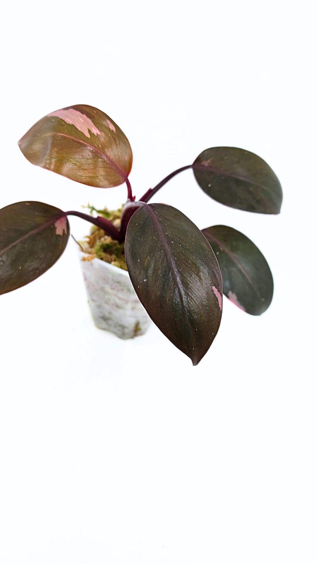 Philodendron pink princess variegated available for sale at rare indoor house plant shop The Leaf Gallery in Perth, Western Australia