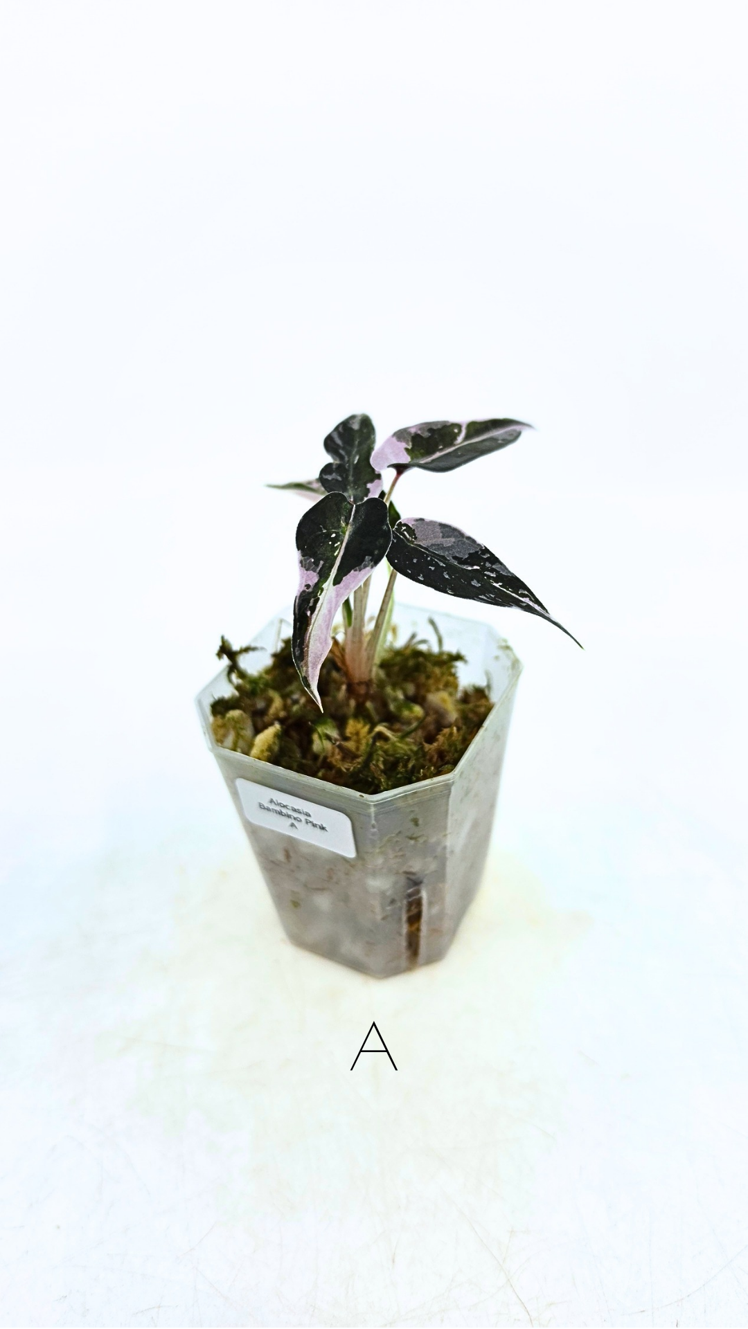 Rare indoor plant Alocasia Amazonica Bambino Pink TC plantlets available for sale at rare houseplant shop The Leaf Gallery in Perth, Western Australia