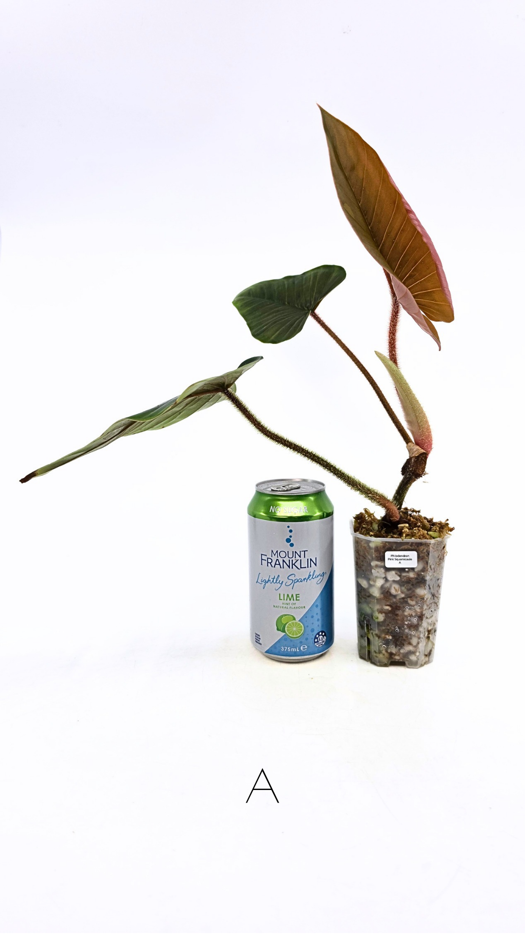Rare plant philodendron squamicaule pink available at rare plant shop The Leaf Gallery in Perth, Western Australia