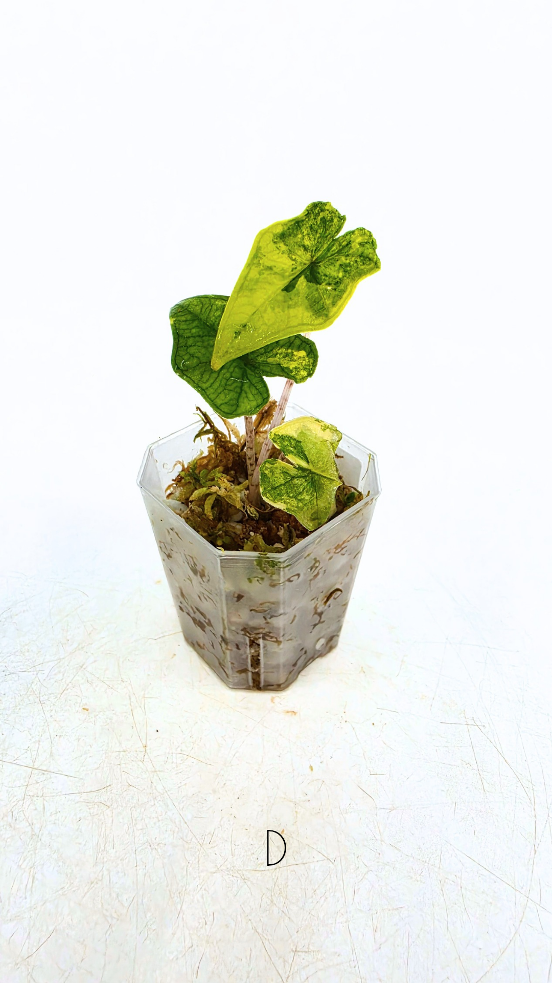Rare indoor plant Alocasia Jacklyn Variegated available for sale at rare house plant shop The Leaf Gallery in Perth, Western Australia.