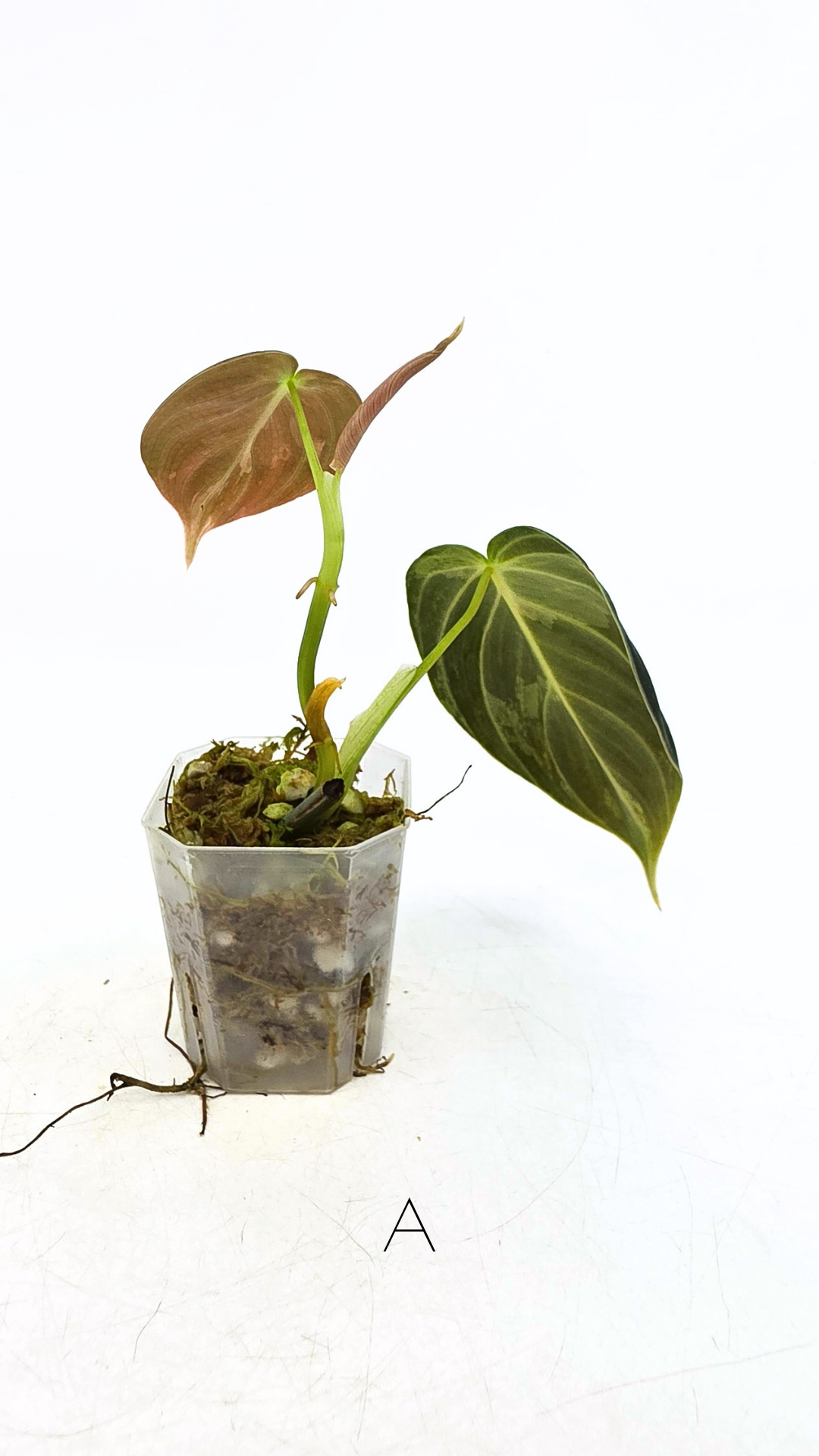 Rare plant Philodendron Melanochrysum Varigated available for sale at rare plant shop The Leaf Gallery in Perth, Western Australia