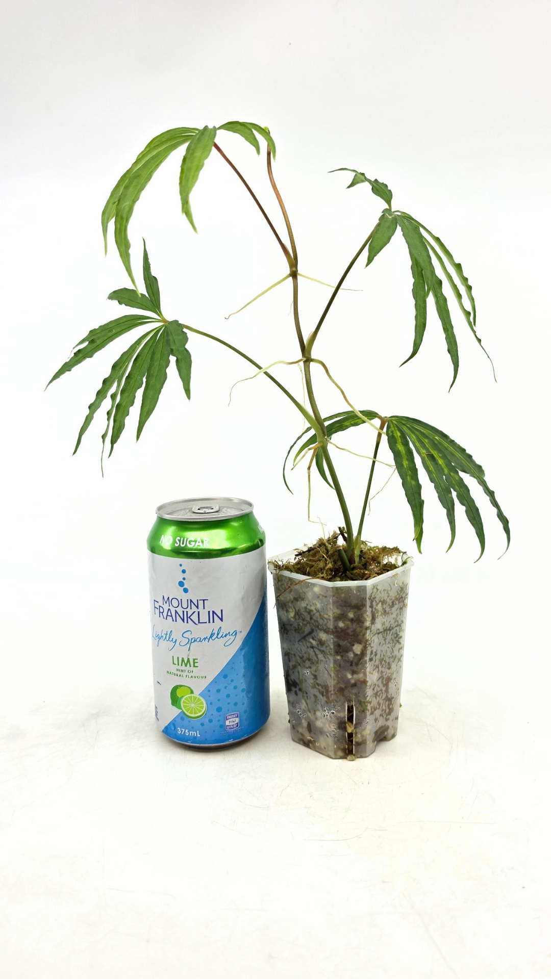 Hard to find vining house plant Anthurium Polystictum available for sale at rare plant shop The Leaf Gallery in Perth, Western Australia.