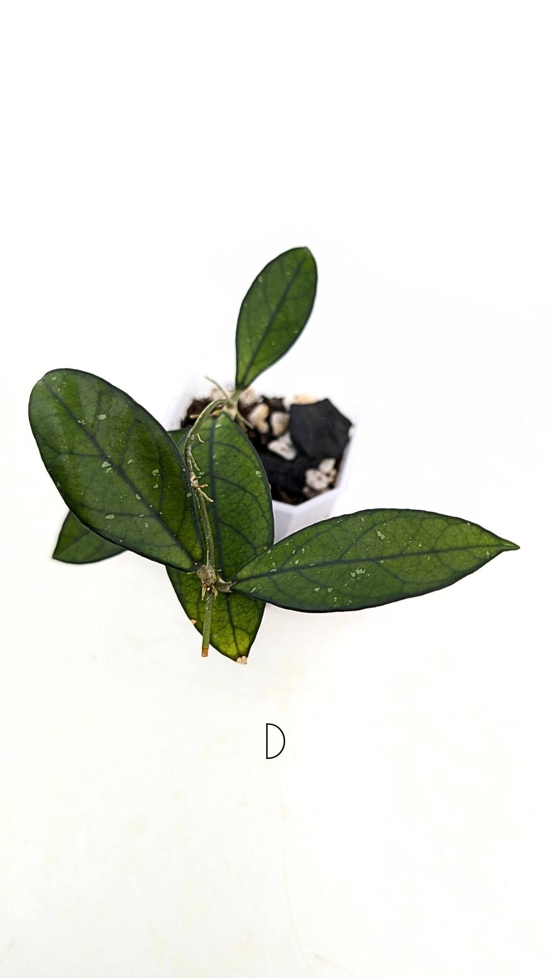Rare waxplant Hoya Hainanensis Da Nang Vietnam available for sale at rare indoor plant shop The Leaf Gallery in Perth, Western Australia
