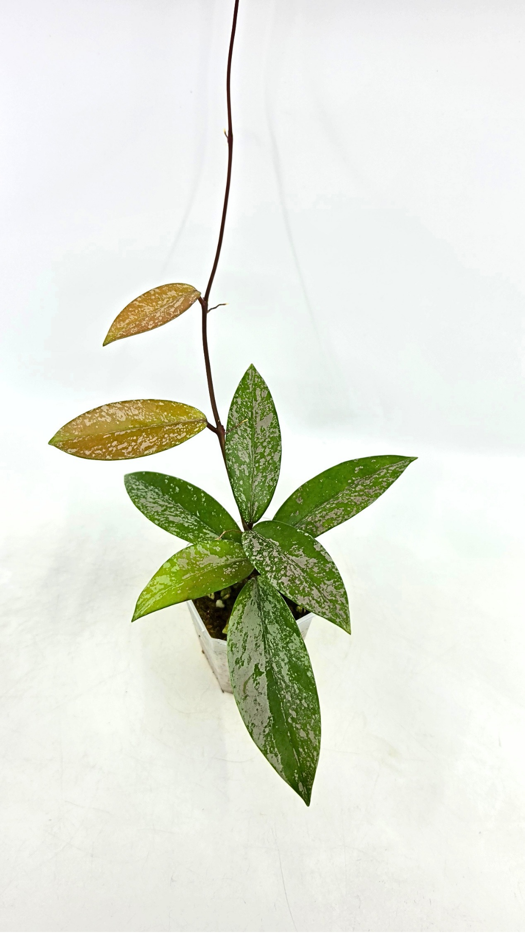 Rare waxplant Hoya Pubicalyx Pink Silver Ghost available for sale at rare indoor plant shop The Leaf Gallery in Perth, Western Australia