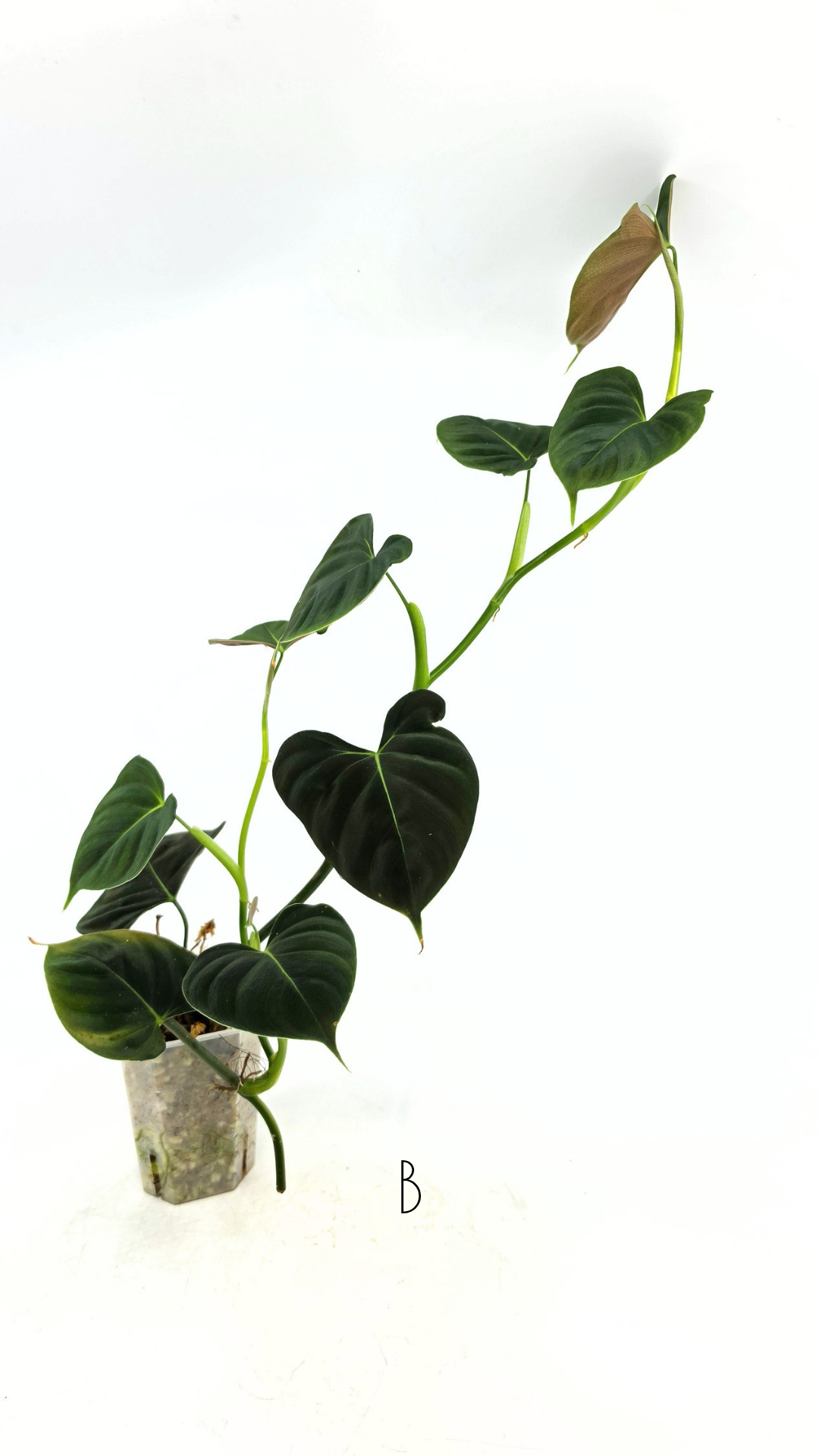 Rare indoor plant Philodendron Lupinum available for sale at rare house plant shop The Leaf Gallery in Perth, Western Australia
