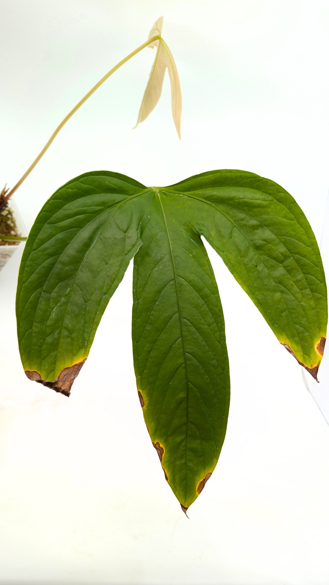 Rare tri-lobed Anthurium Moronese available for sale at rare indoor plant shop The Leaf Gallery in Perth, Western Australia