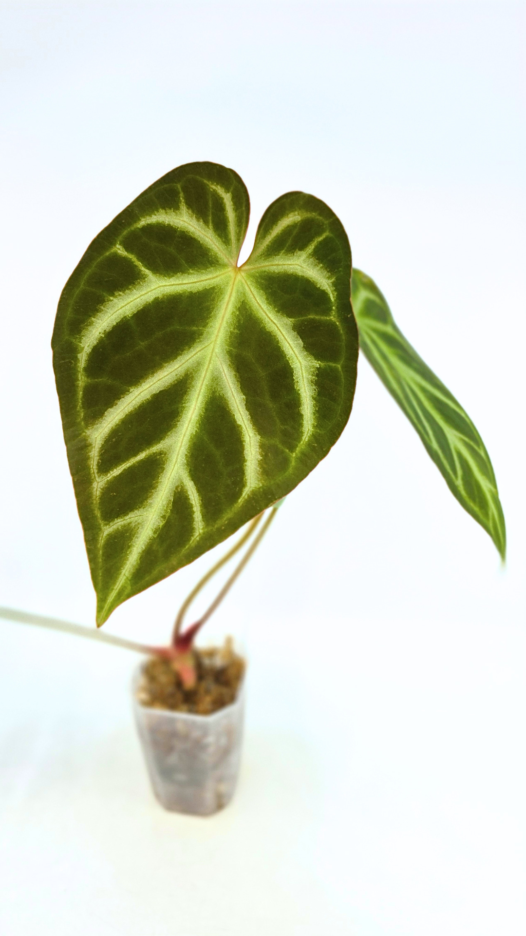 Rare indoor plant Anthurium Magnificum available for sale at rare house plant shop The Leaf Gallery in Perth, Western Australia