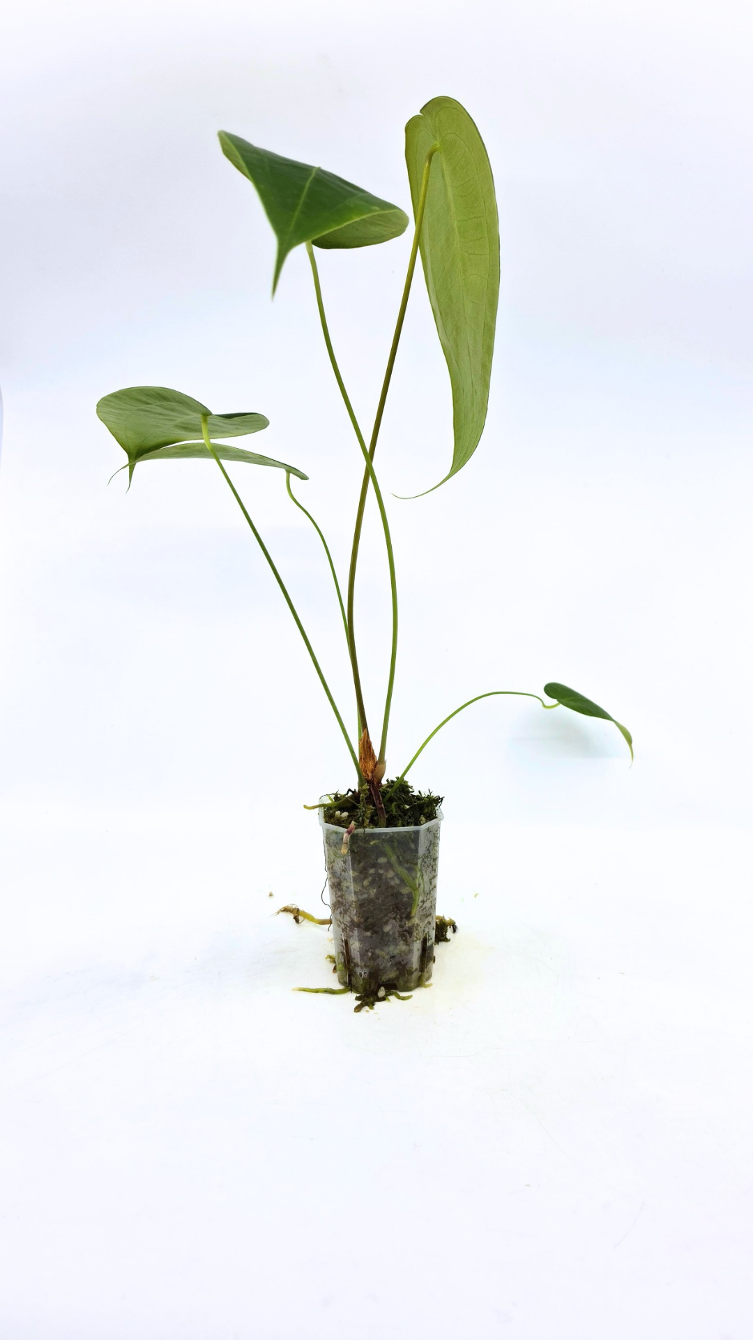 Rare house plant Anthurium Peltigerum available for sale at rare indoor plant shop The Leaf Gallery in Perth, Western Australia