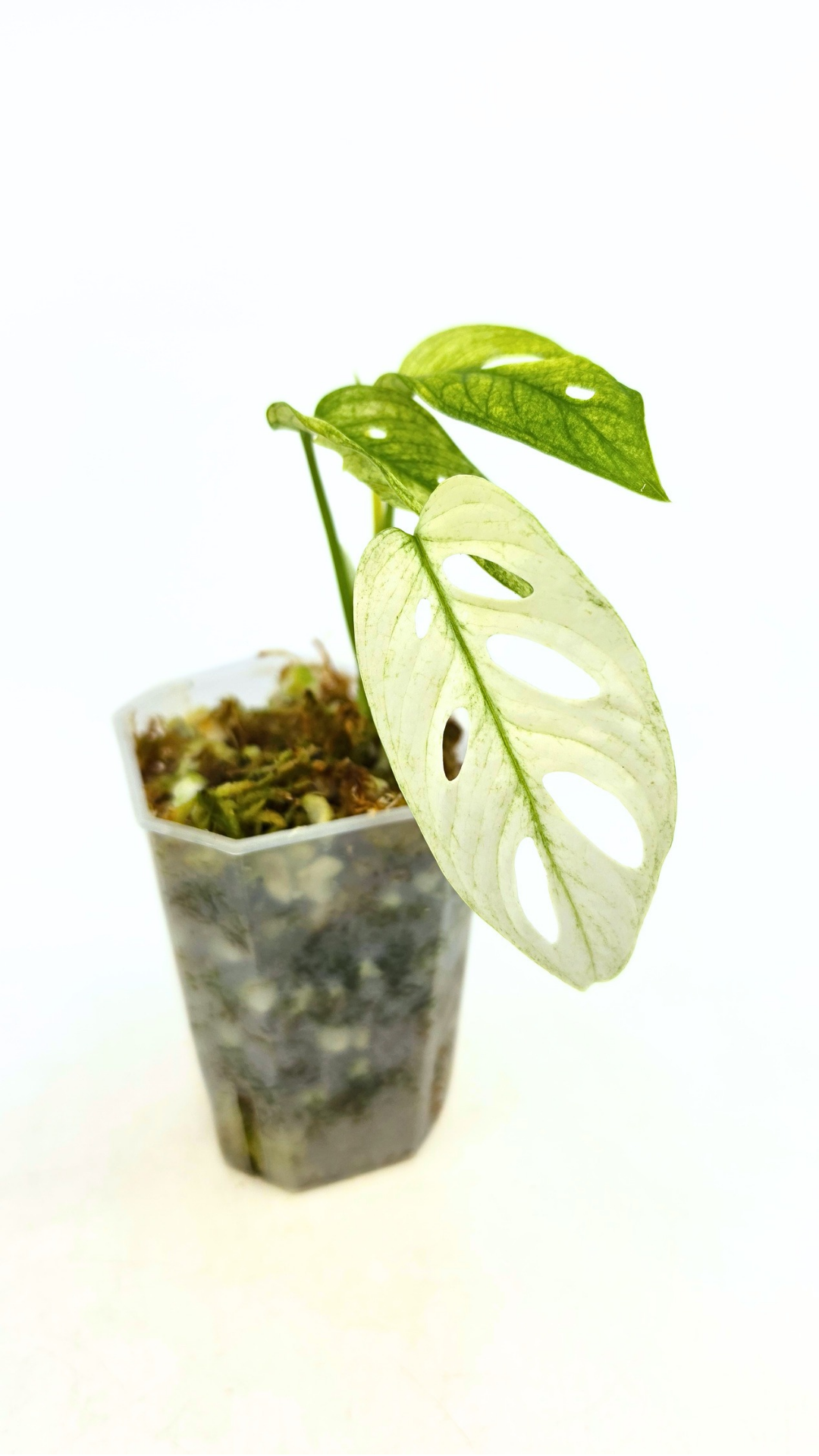 Rare indoor plant Monstera Adansonii or Monstera Swisscheese varigated grown, propagated by rare plant shop The Leaf Gallery in Perth, Western Australia
