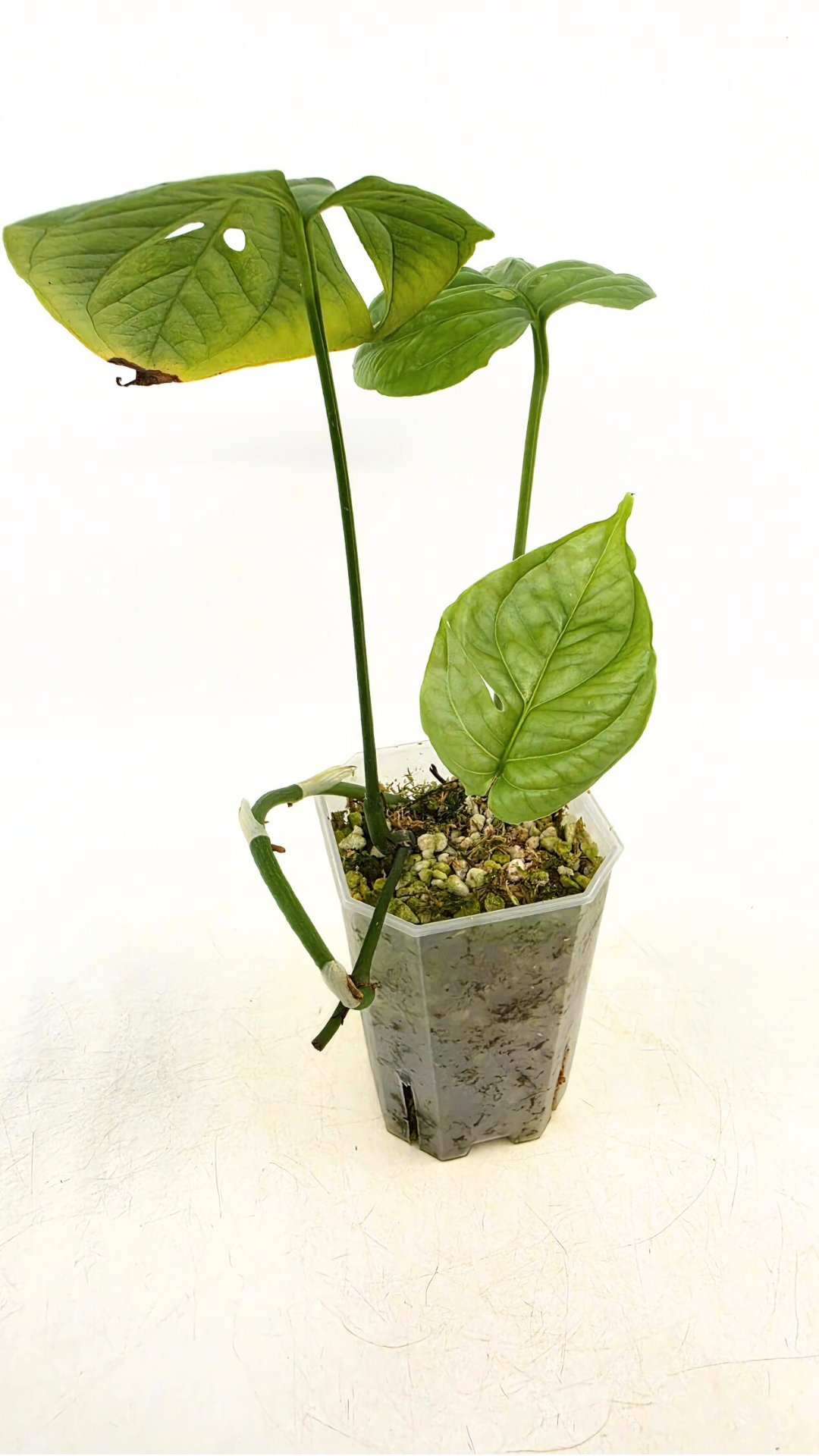 Uncommon indoor plant Cerestis Mirabilis available for sale at house plant shop The Leaf Gallery in Perth, Western Australia