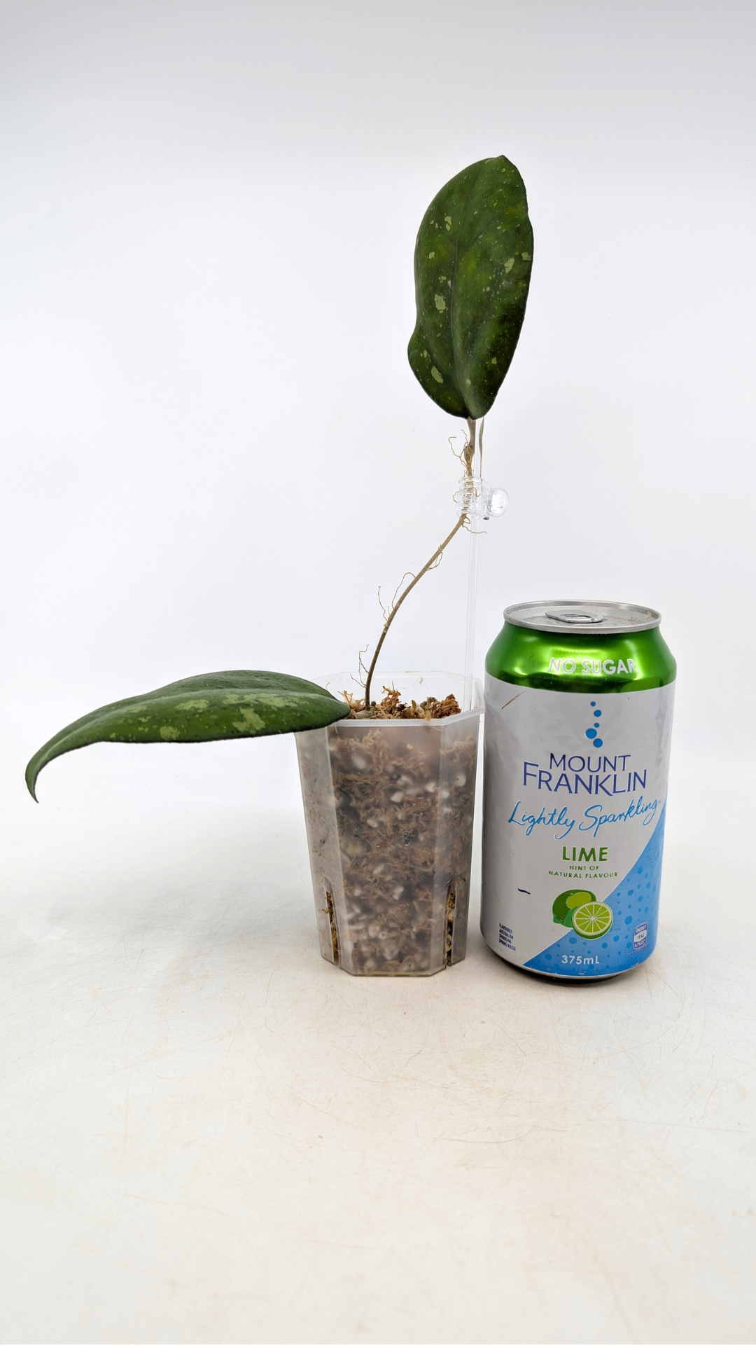 Rare waxplant Hoya Vitellina Blume Splash available for sale at rare plant shop The Leaf Gallery in Perth, Western Australia