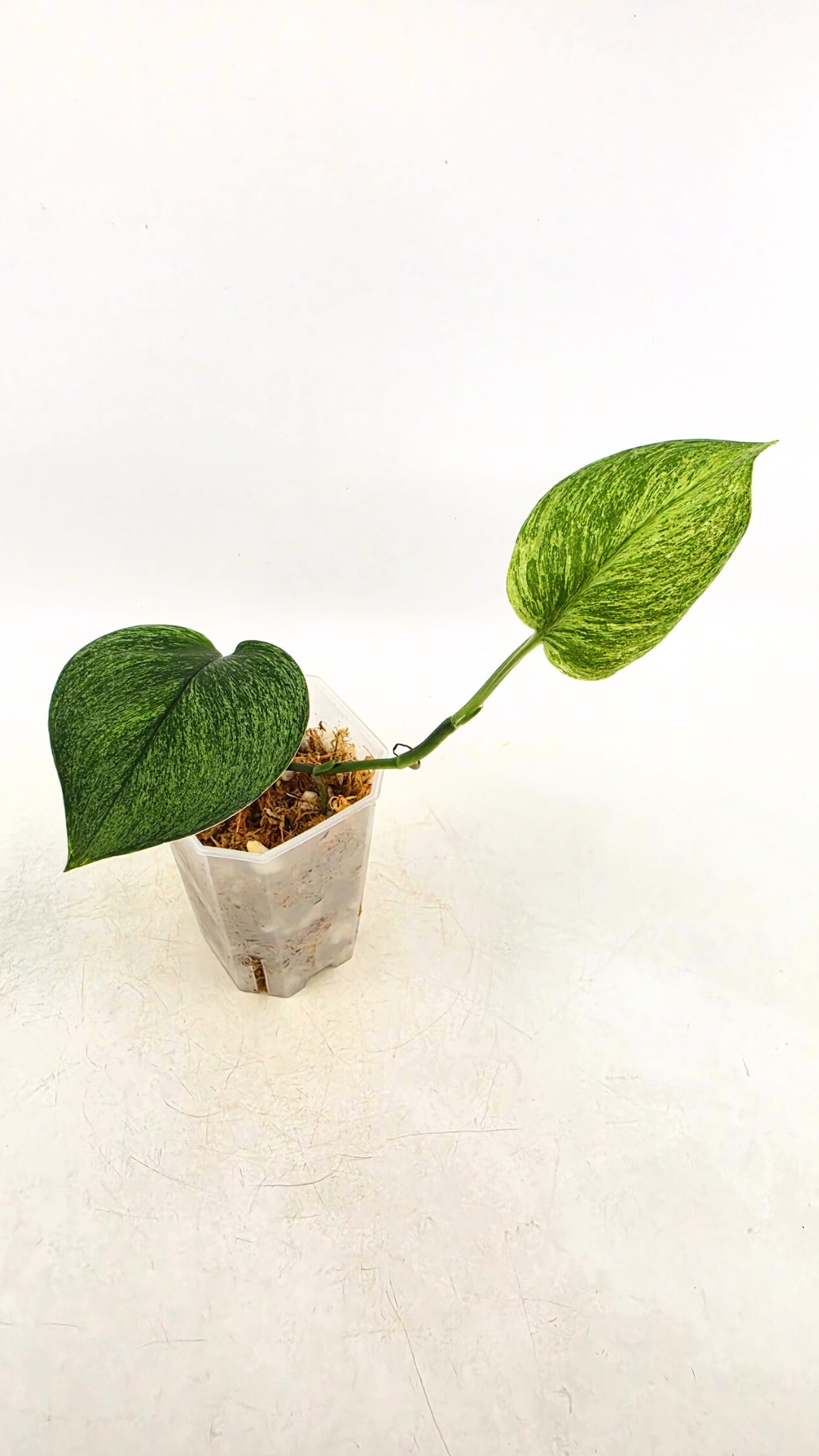 Scindapsus Treubii Moonlight Mint Varigated. Very Rare scindapsus which features mint varigation on green leaves. Grown and propagated by rare plant shop The Leaf Gallery in Perth, Western Australia