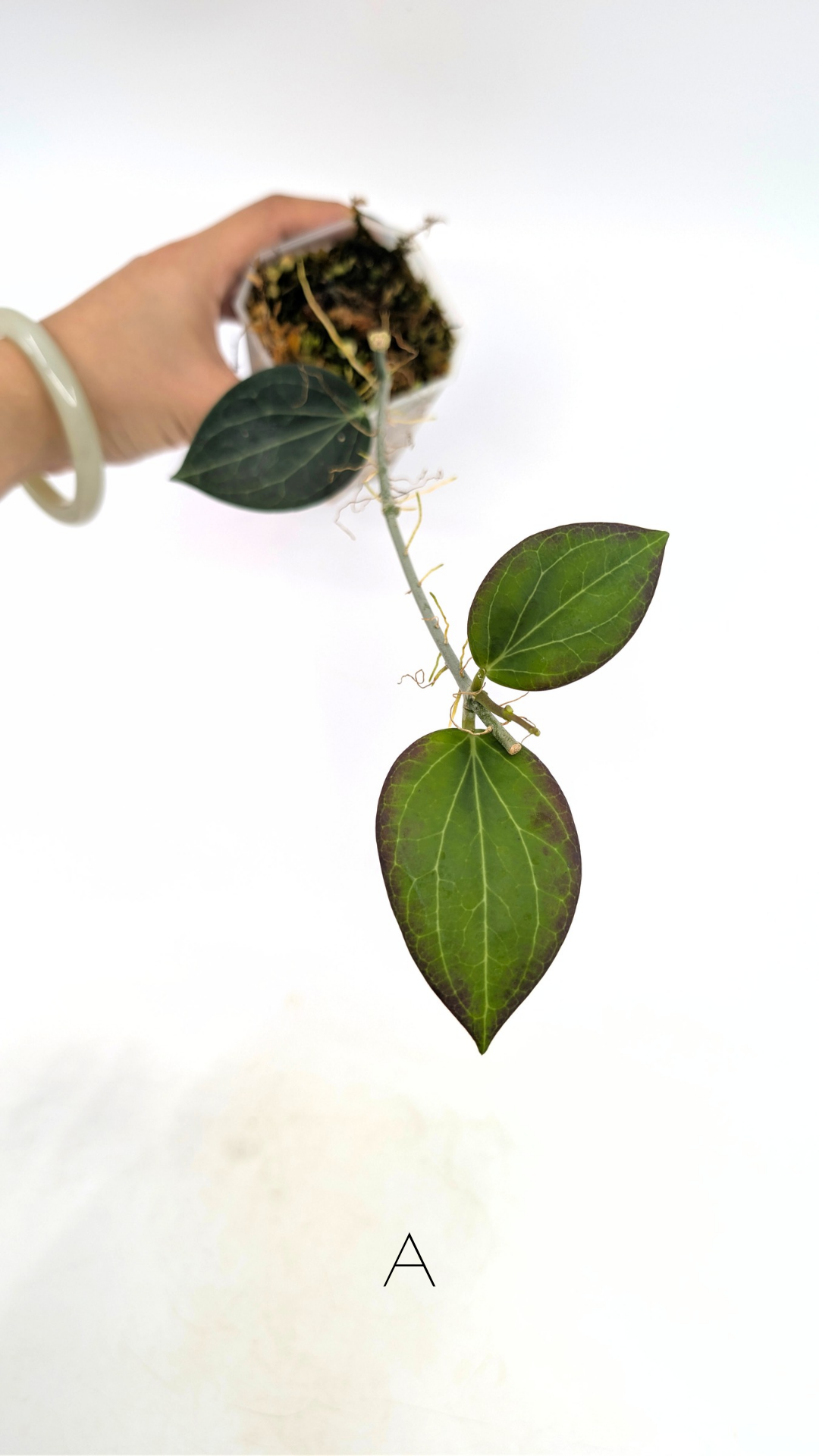 Rare waxplant Hoya Hellwigiana IML1101 available for sale at rare indoor plant shop The Leaf Gallery in Perth, Western Australia