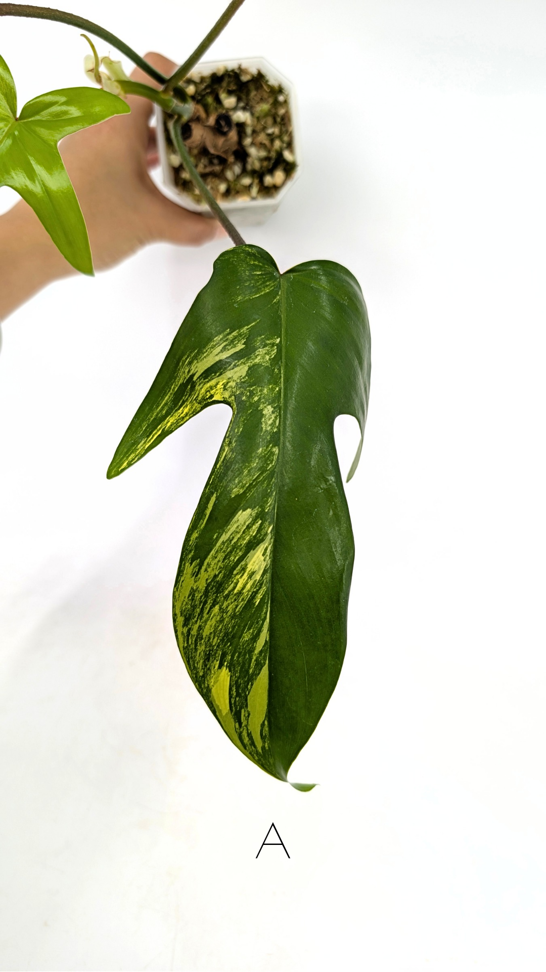 Rare indoor plant Philodendron Florida Beauty Varigated available at rare plant shop The Leaf Gallery in Perth, Western Australia