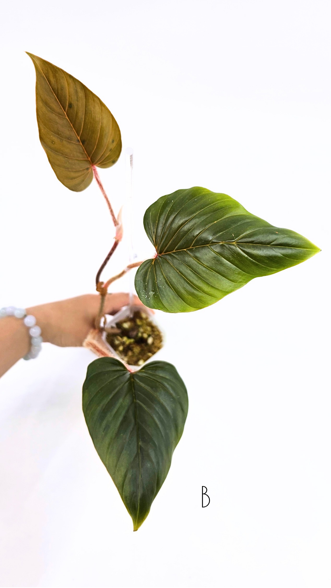 Rare plant philodendron squamicaule pink available at rare plant shop The Leaf Gallery in Perth, Western Australia