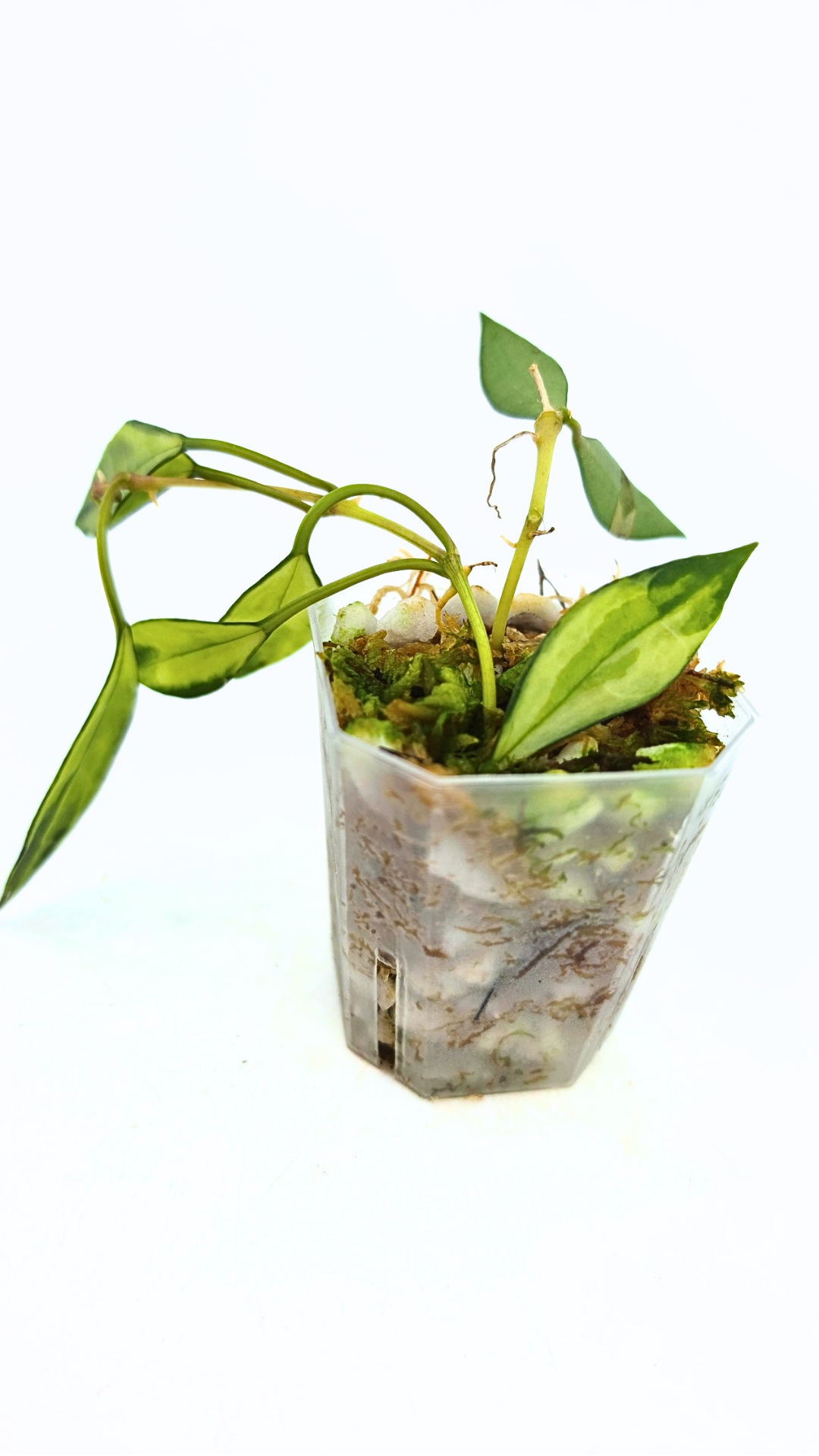 Rare waxplant Hoya Lacunosa Varigated available for sale at rare indoor plant shop The Leaf Gallery in Perth, Western Australia