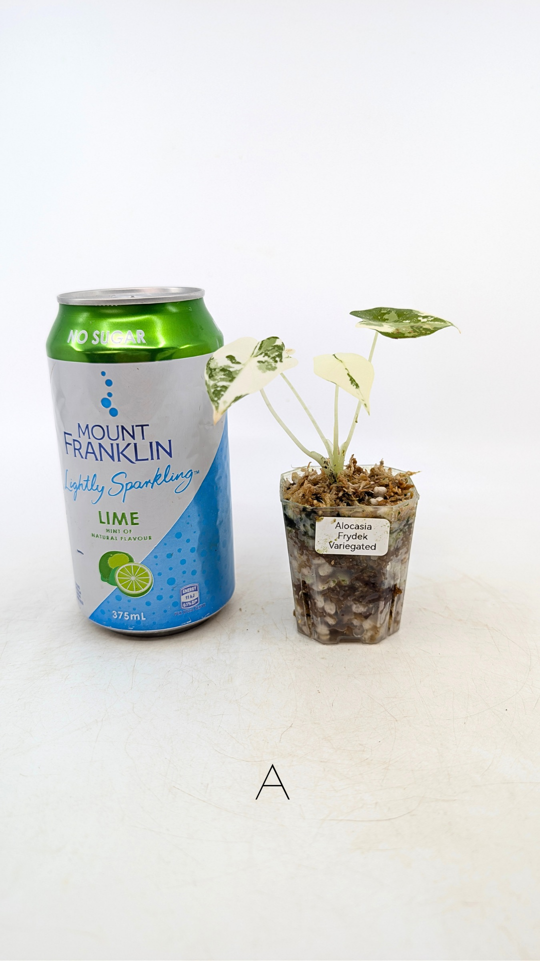 Rare indoor plant Alocasia Frydek Variegated available for sale at rare house plant shop The Leaf Gallery in Perth, Western Australia