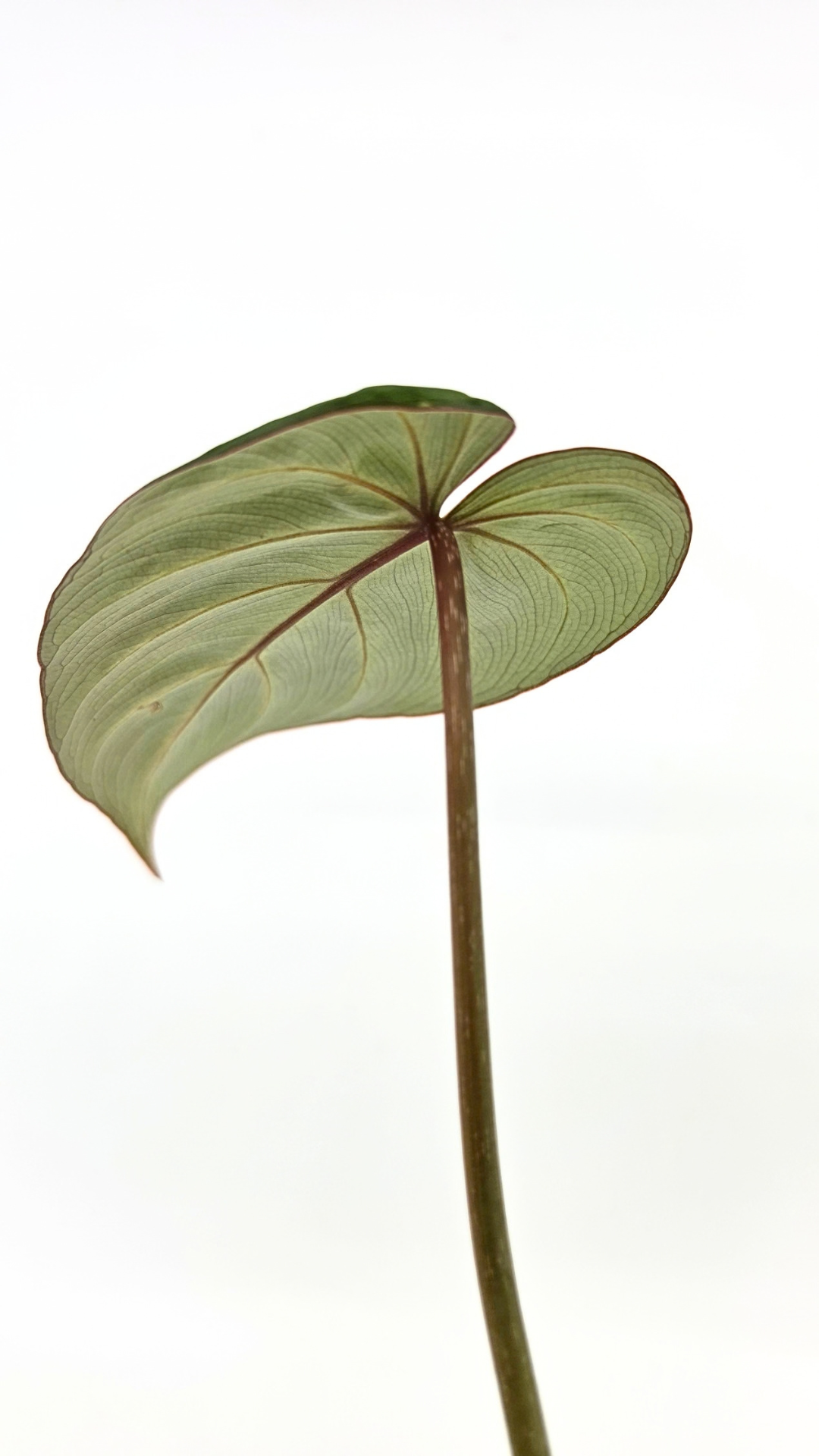 Rare indoor plant Philodendron Gloriosum Dark Form available for sale at rare house plant shop The Leaf Gallery in Perth, Western Australia