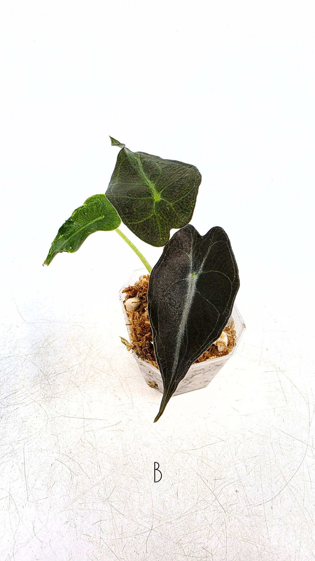 Rare indoor plant Alocasia Venom available for sale at rare house plant shop The Leaf Gallery in Perth, Western Australia.