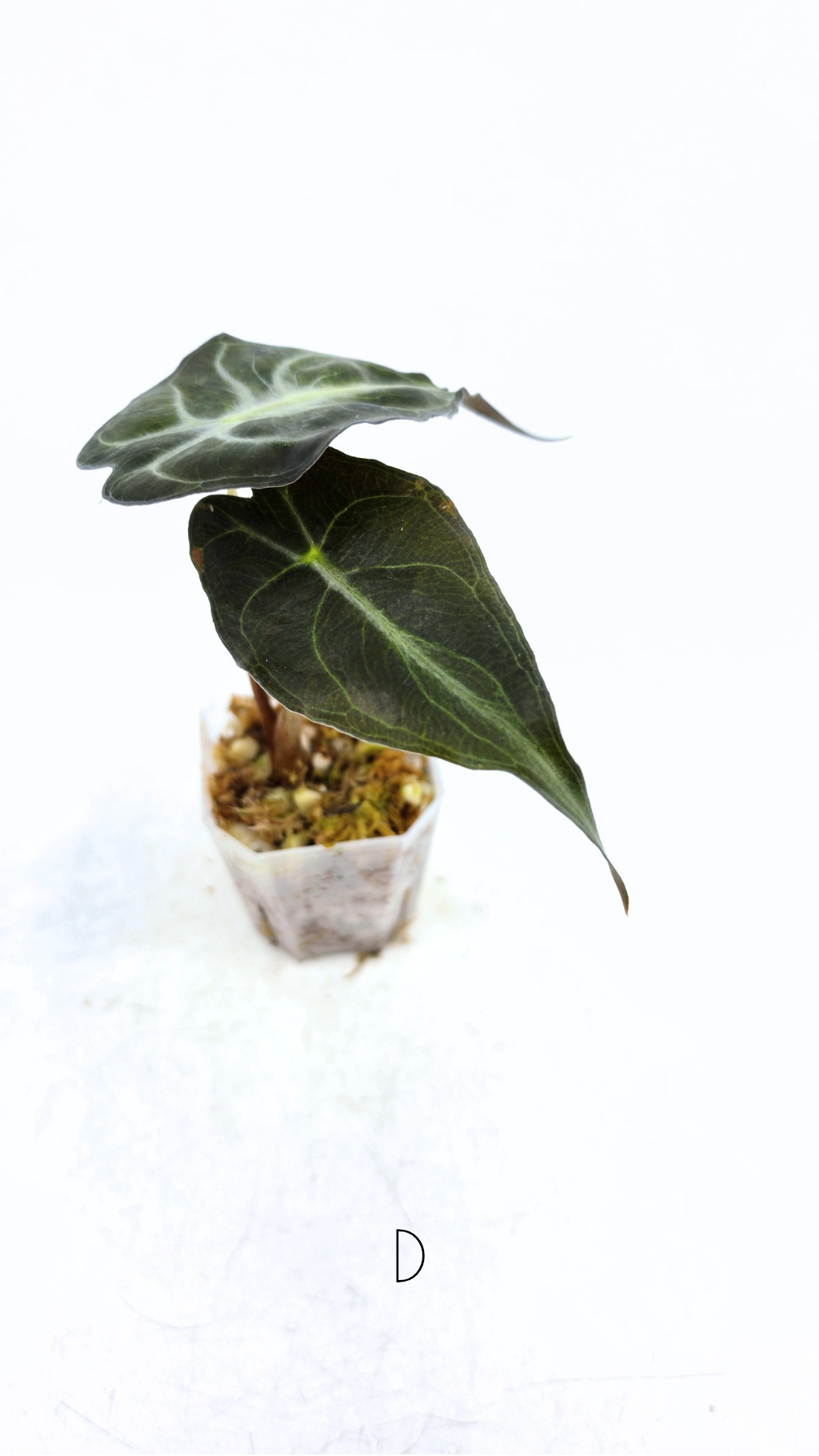 Rare indoor plant Alocasia Venom available for sale at rare house plant shop The Leaf Gallery in Perth, Western Australia.