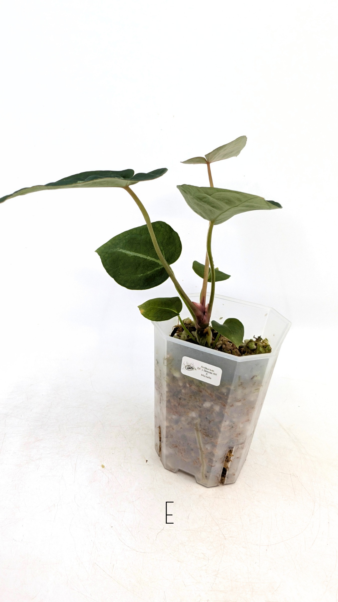 Rare anthurium hybrid Anthurium Dark Forgetii x Bessae Aff X Anthurium Michelle by The Leaf Gallery in Perth, Western Australia