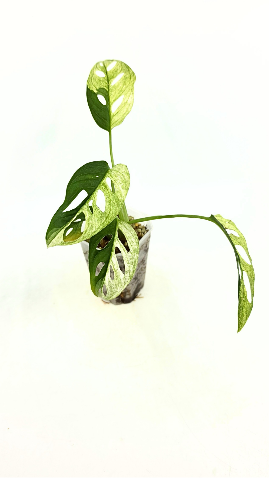 Rare indoor plant Monstera Adansonii or Monstera Swisscheese varigated grown, propagated by rare plant shop The Leaf Gallery in Perth, Western Australia
