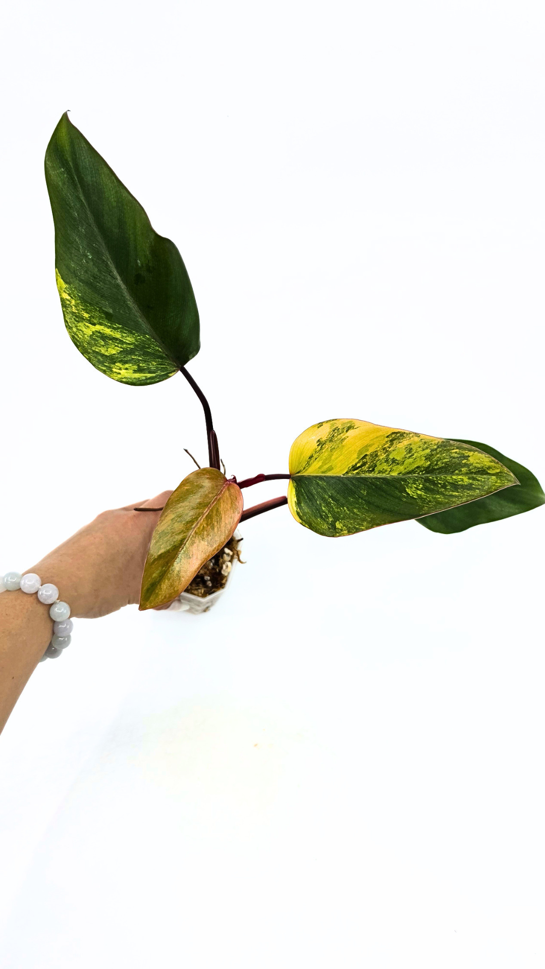 Rare indoor plant Philodendron Strawberry Shake grown and propagated by rare plant shop The Leaf Gallery in Perth, Western Australia